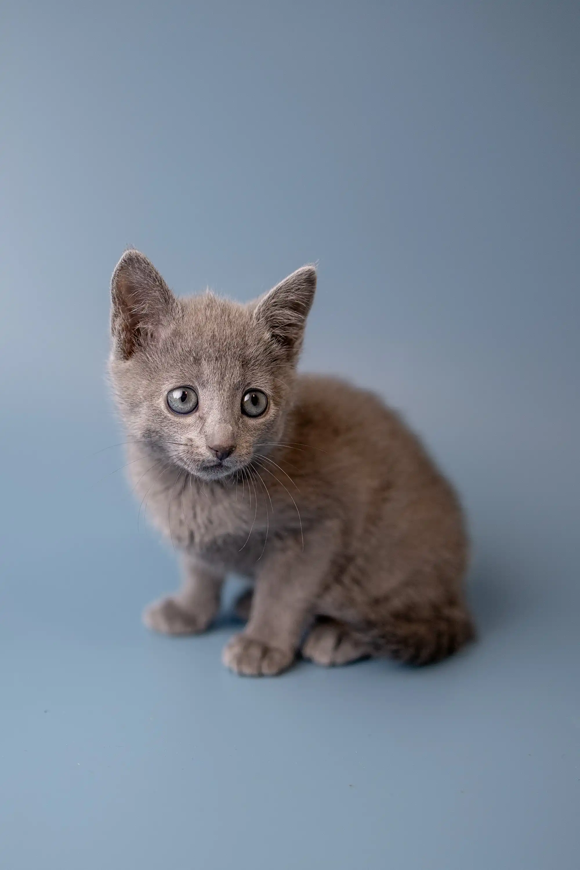 Wilma | Russian Blue Kitten - Image 16