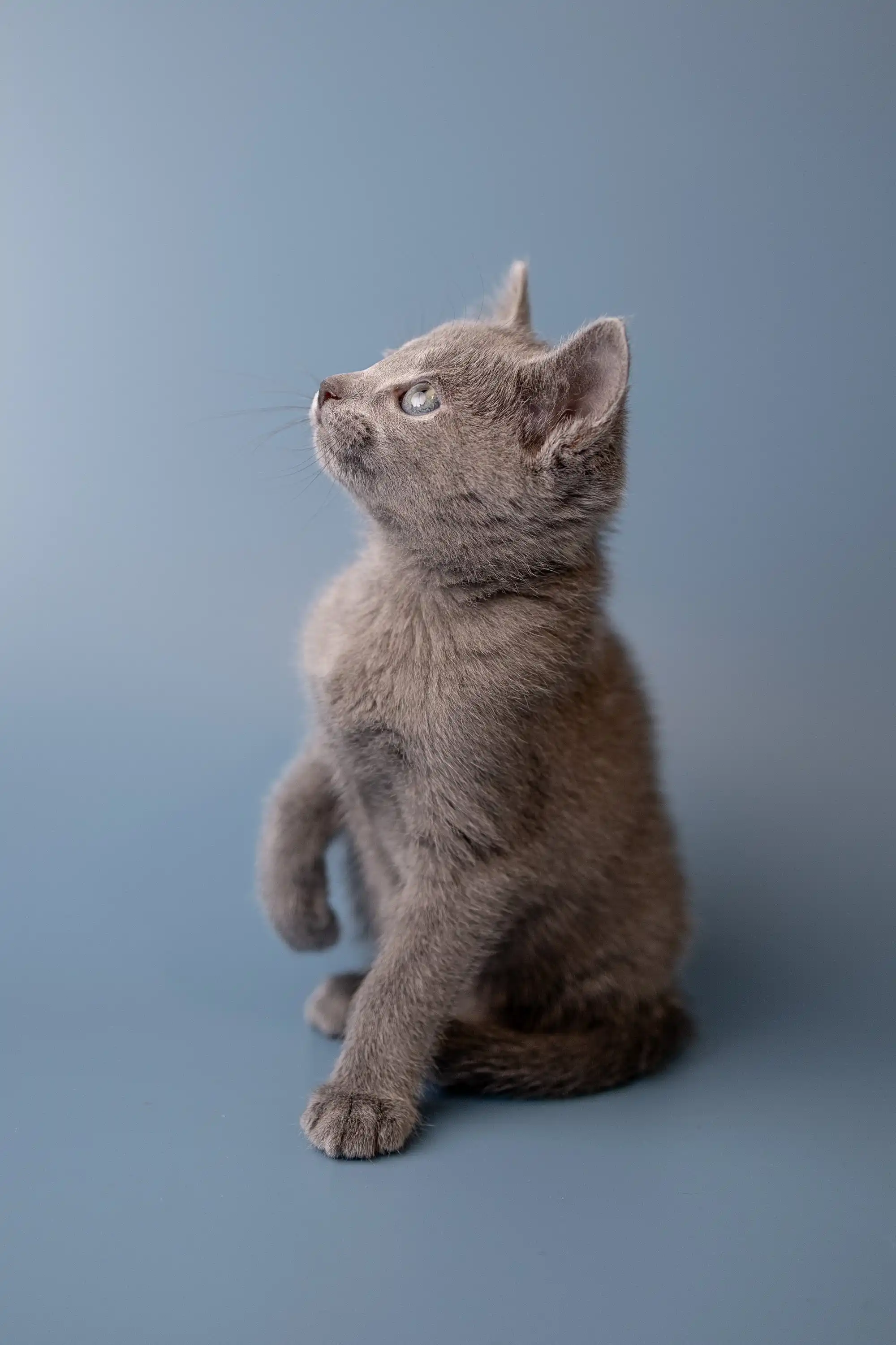 Wilma | Russian Blue Kitten - Image 17