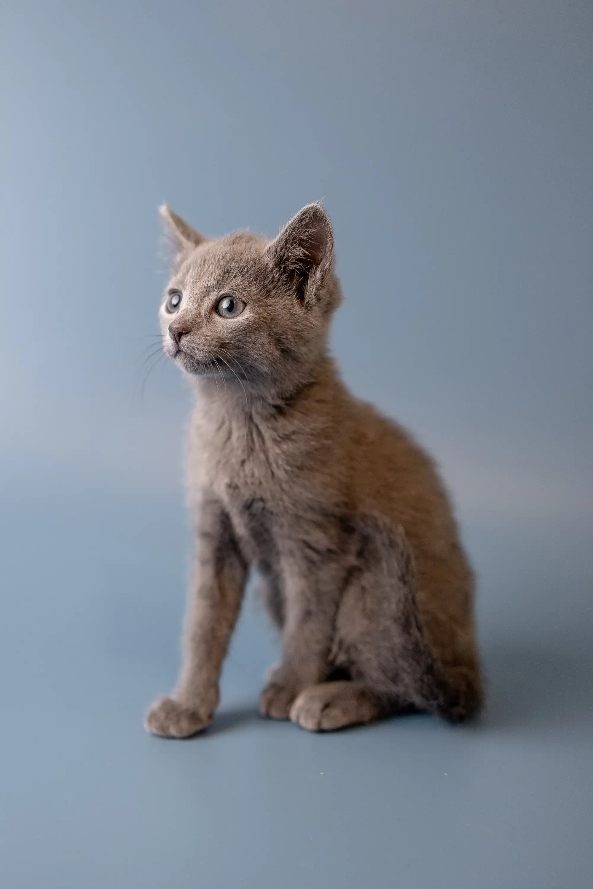 Wilma | Russian Blue Kitten - Image 18