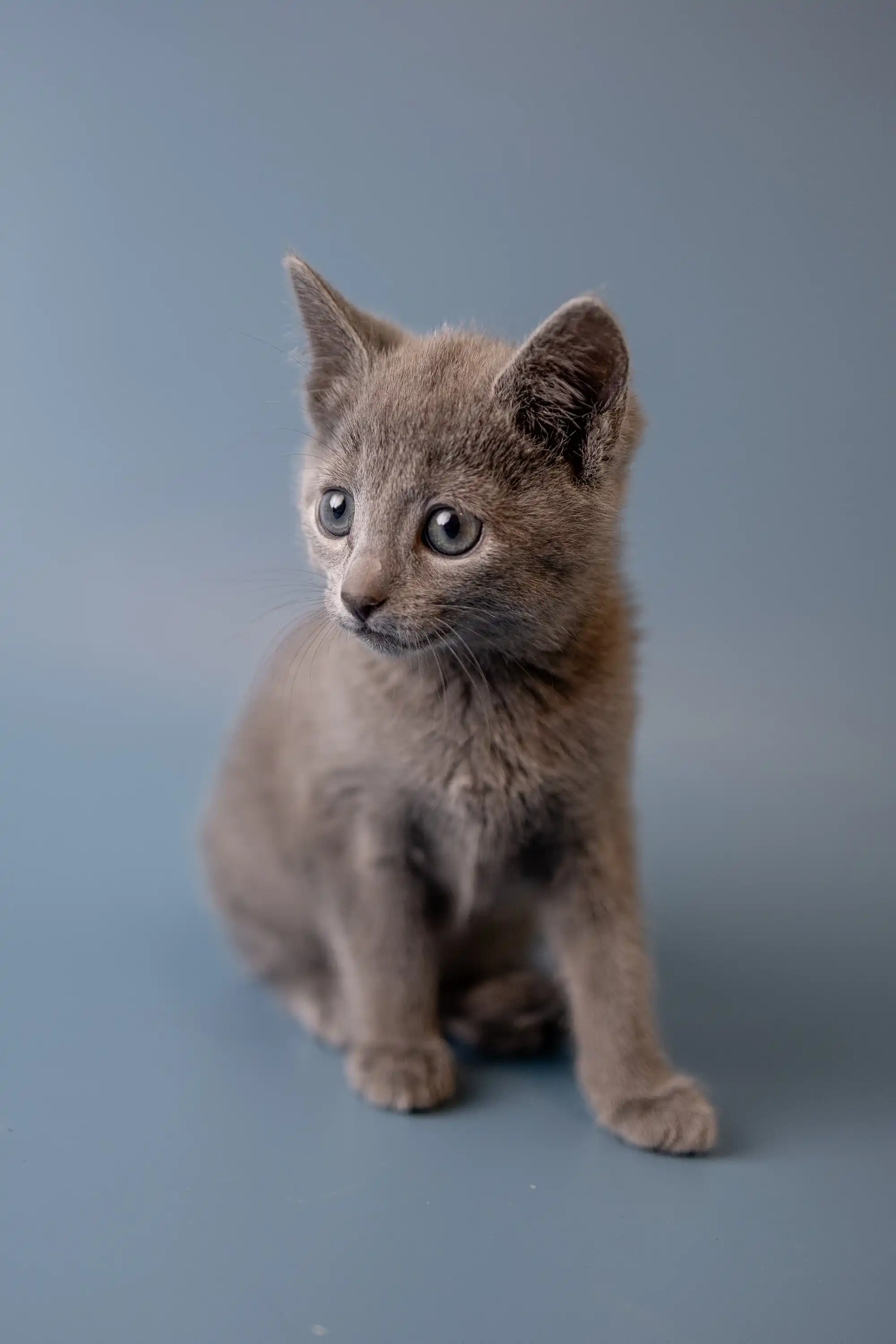 Wilma | Russian Blue Kitten - Image 19