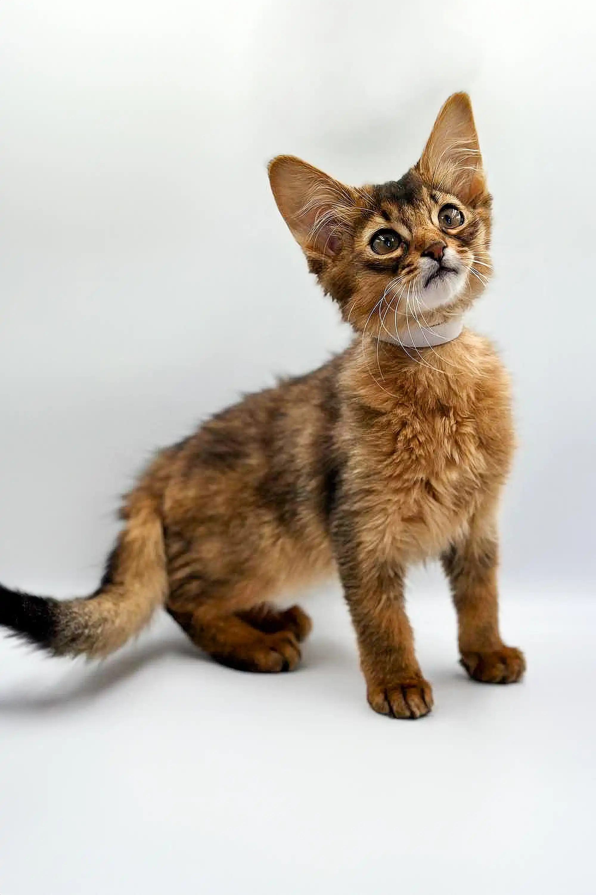 Wilson | Somali Kitten - Image 2