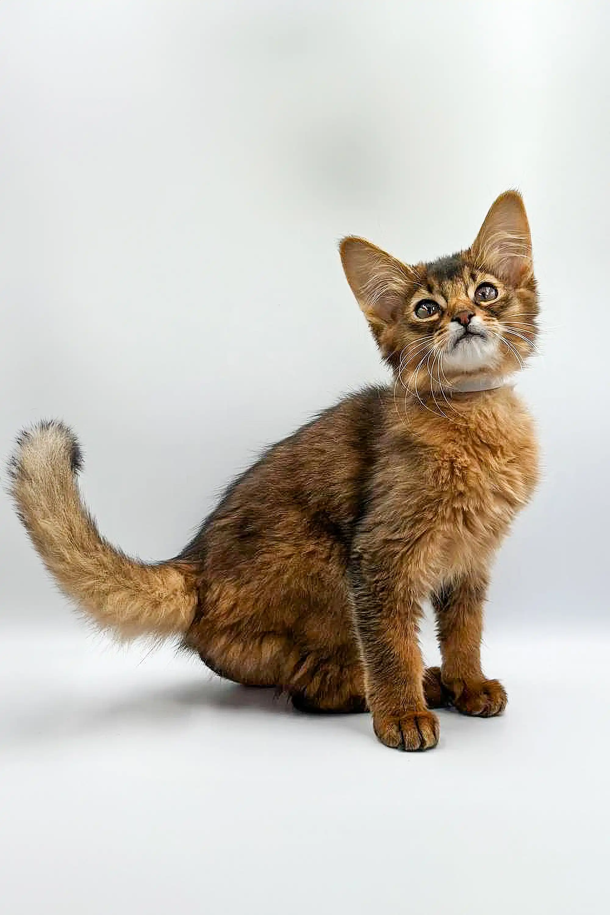 Wilson | Somali Kitten - Image 5