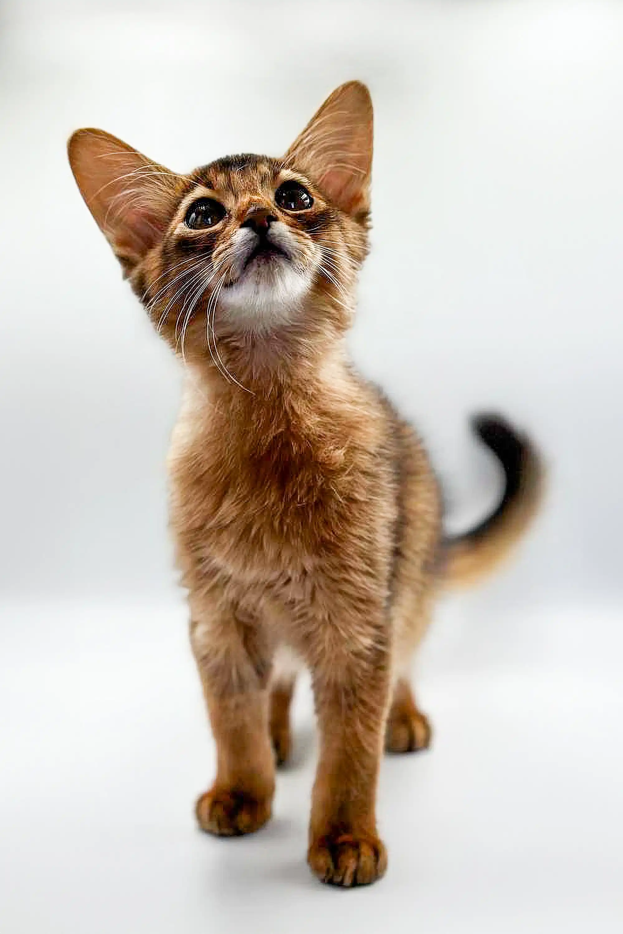 Winnie | Somali Kitten - Image 5