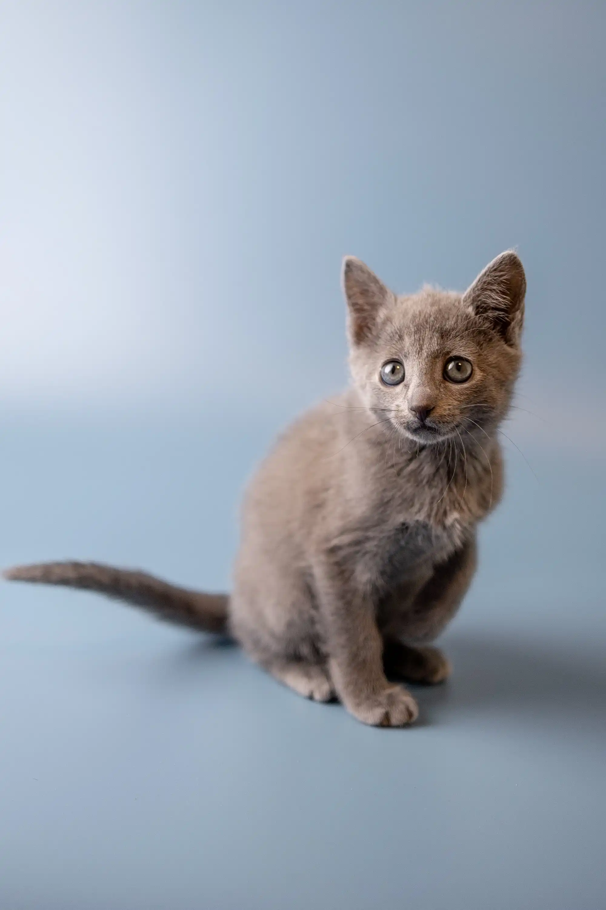 Winny | Russian Blue Kitten - Image 25