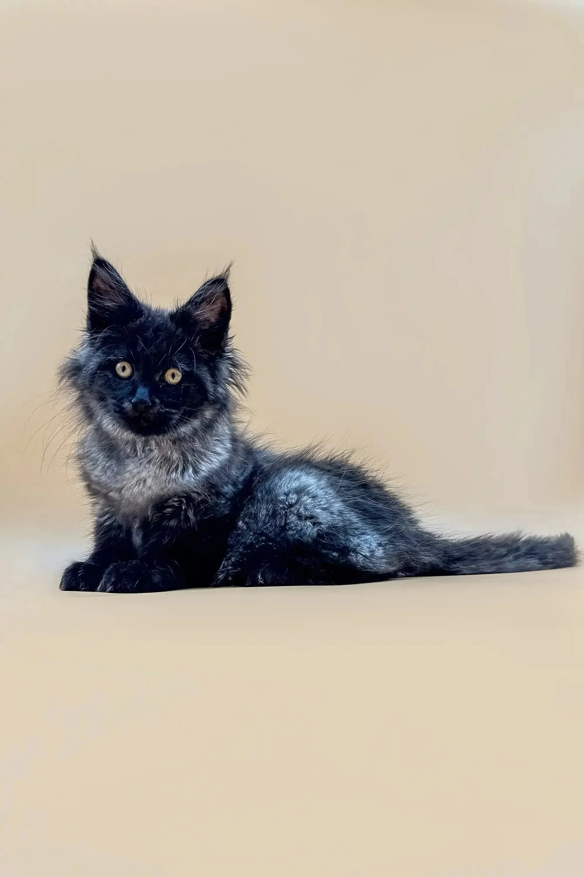 Winston | Maine Coon Kitten - Image 5
