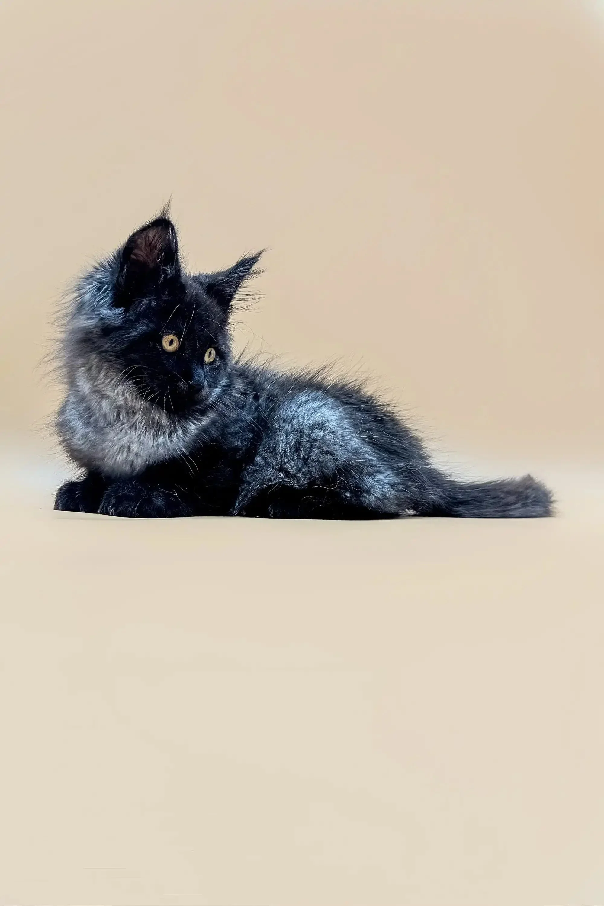 Winston | Maine Coon Kitten - Image 9