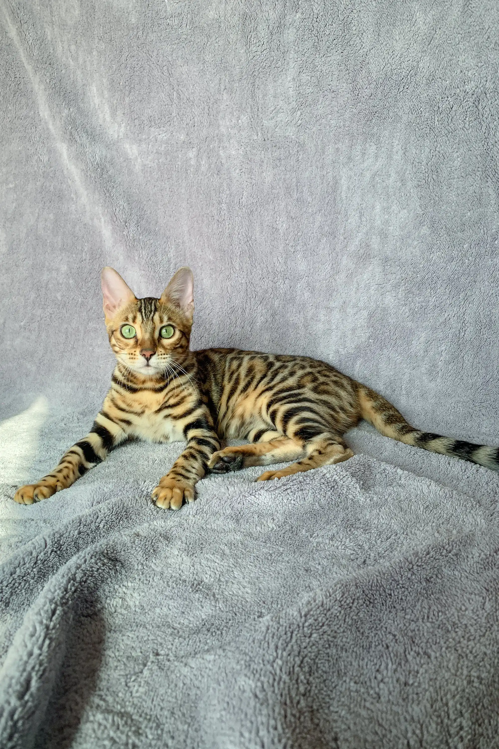 Wish | Bengal Kitten - Image 6