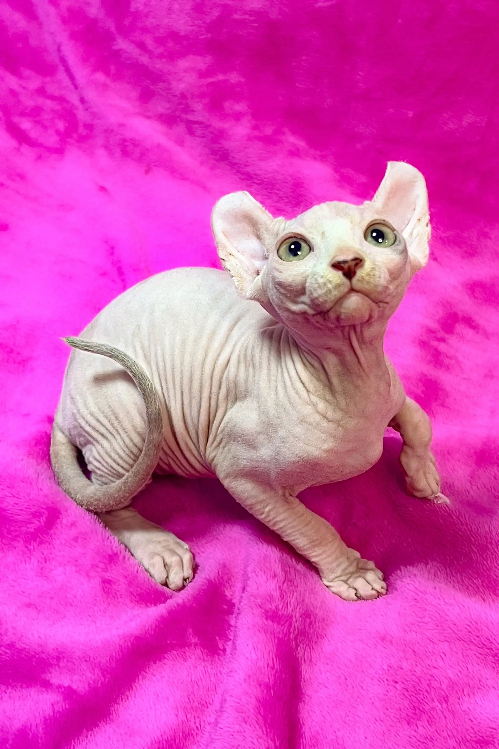 Wlasta | Elf Kitten - Image 10