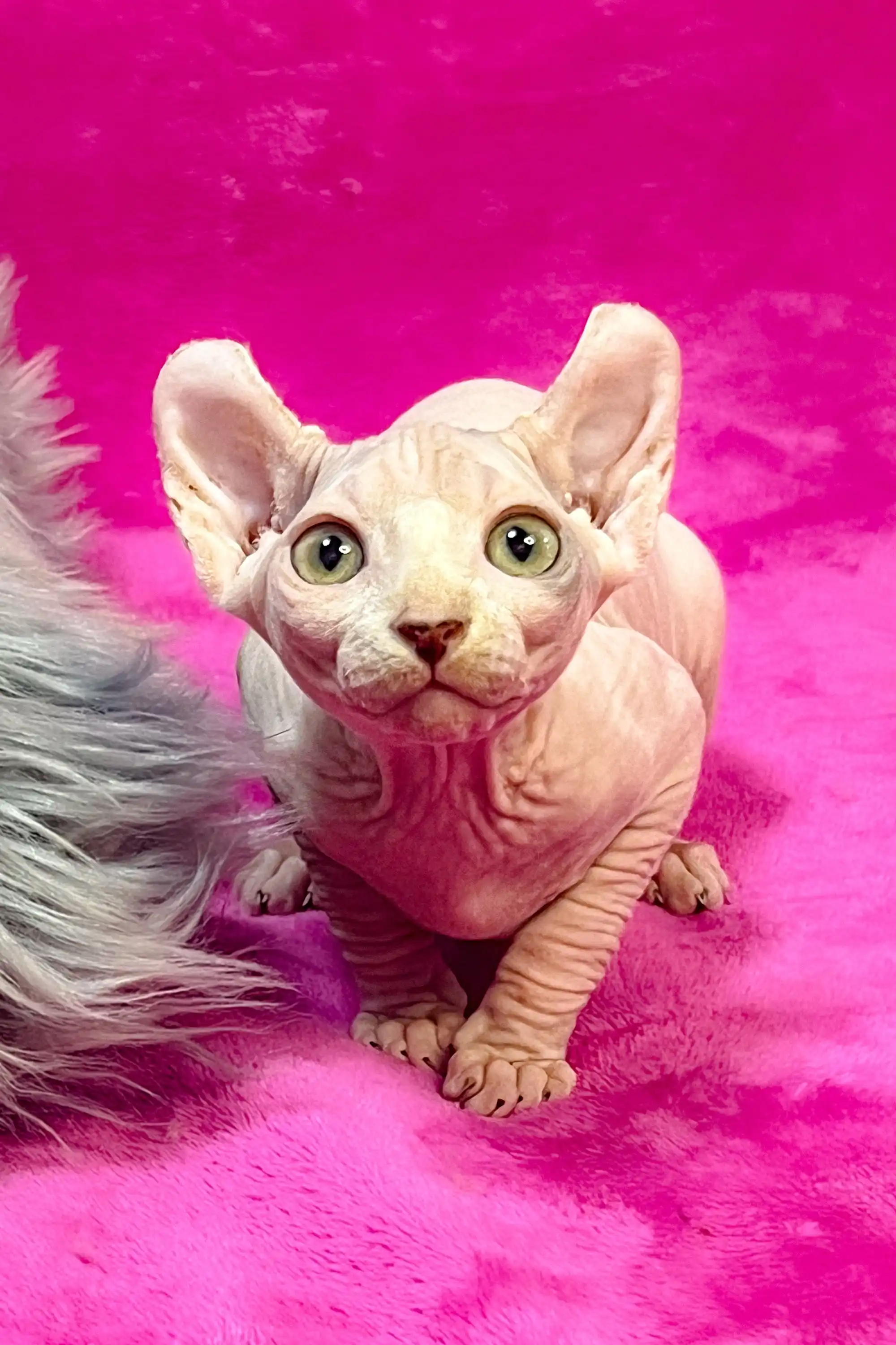 Wlasta | Elf Kitten - Image 3
