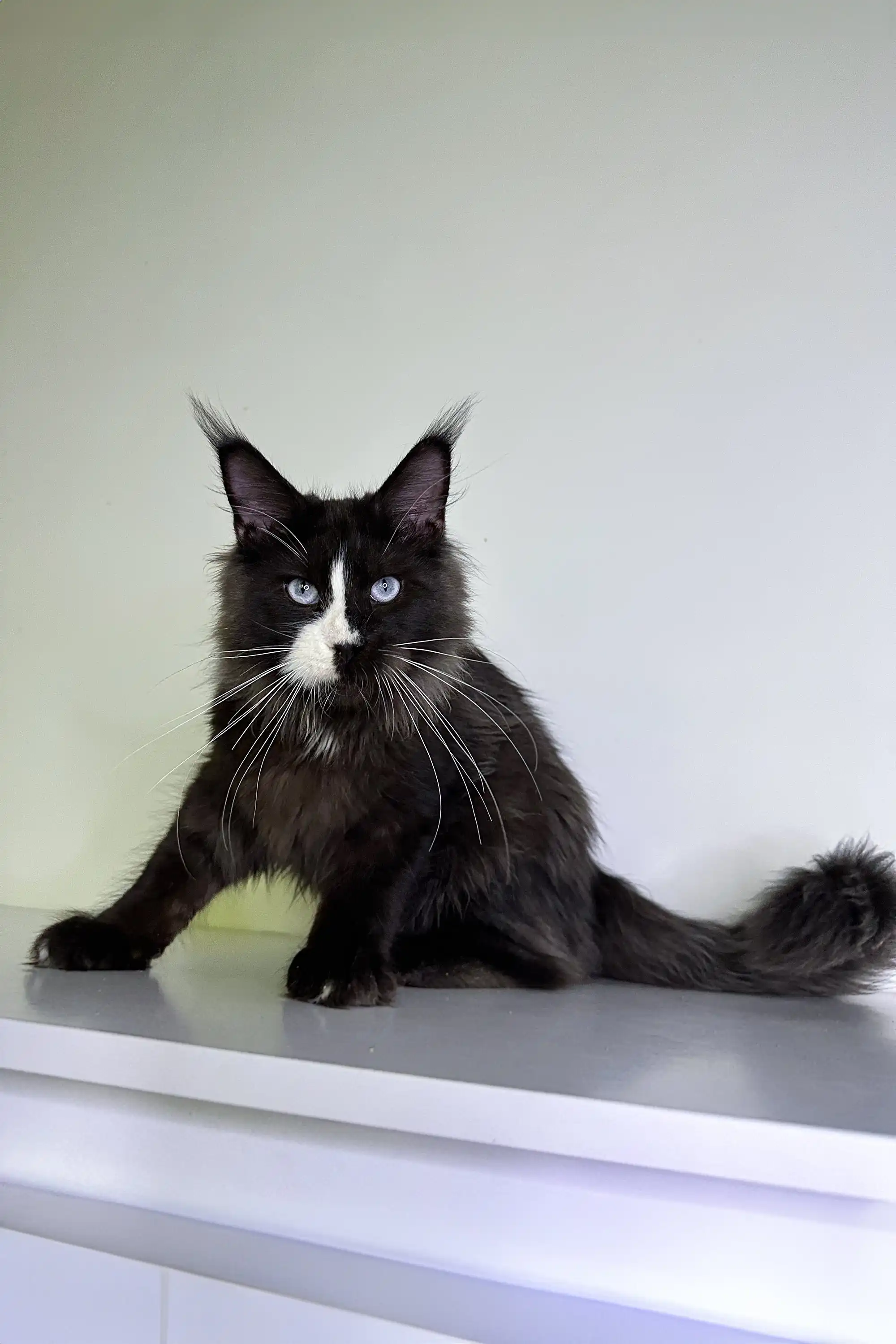 Wolf | Maine Coon Kitten - Image 4