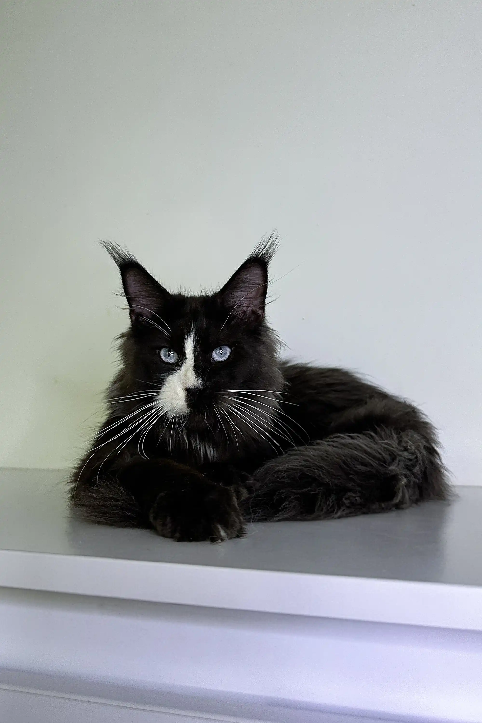 Wolf | Maine Coon Kitten - Image 5