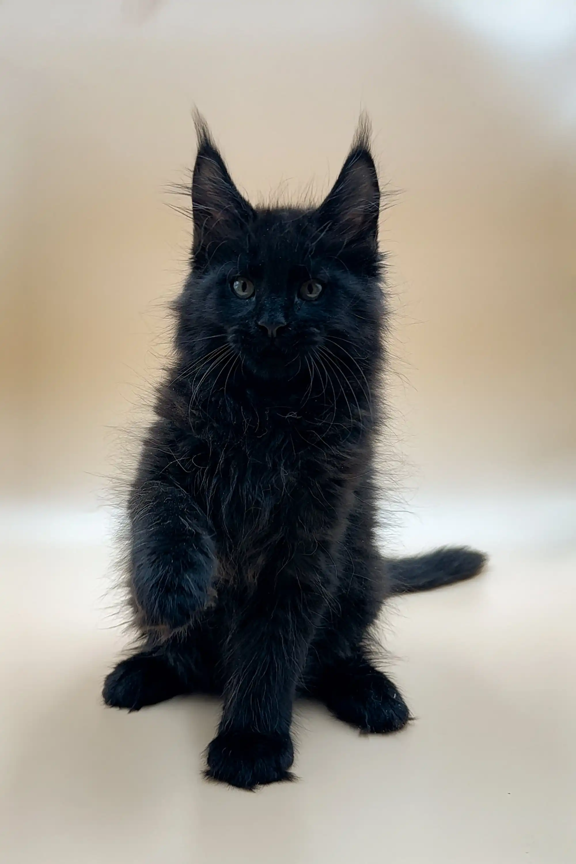 Wolfram | Maine Coon Kitten - Image 4