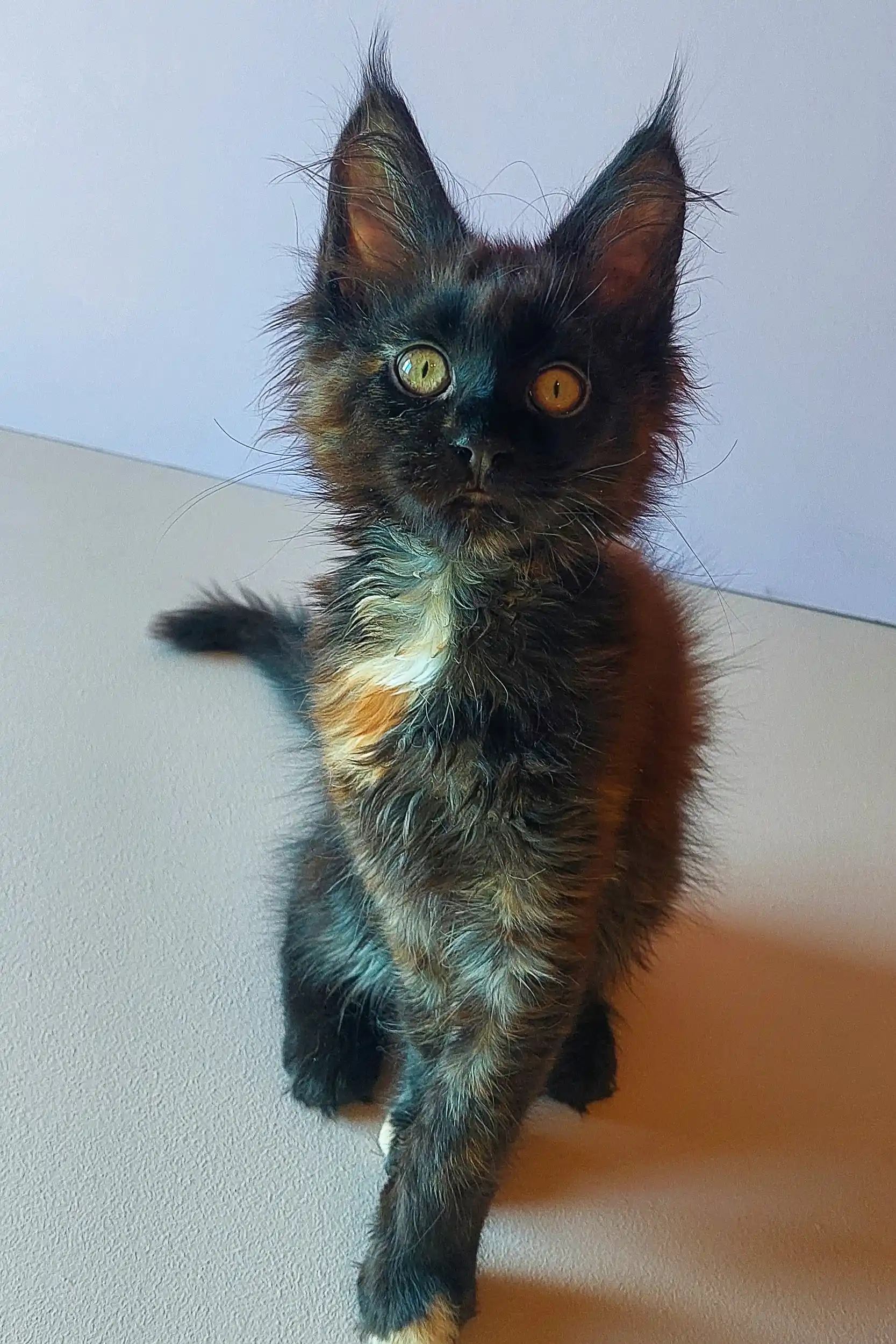 Xalva | Maine Coon Kitten - Image 5