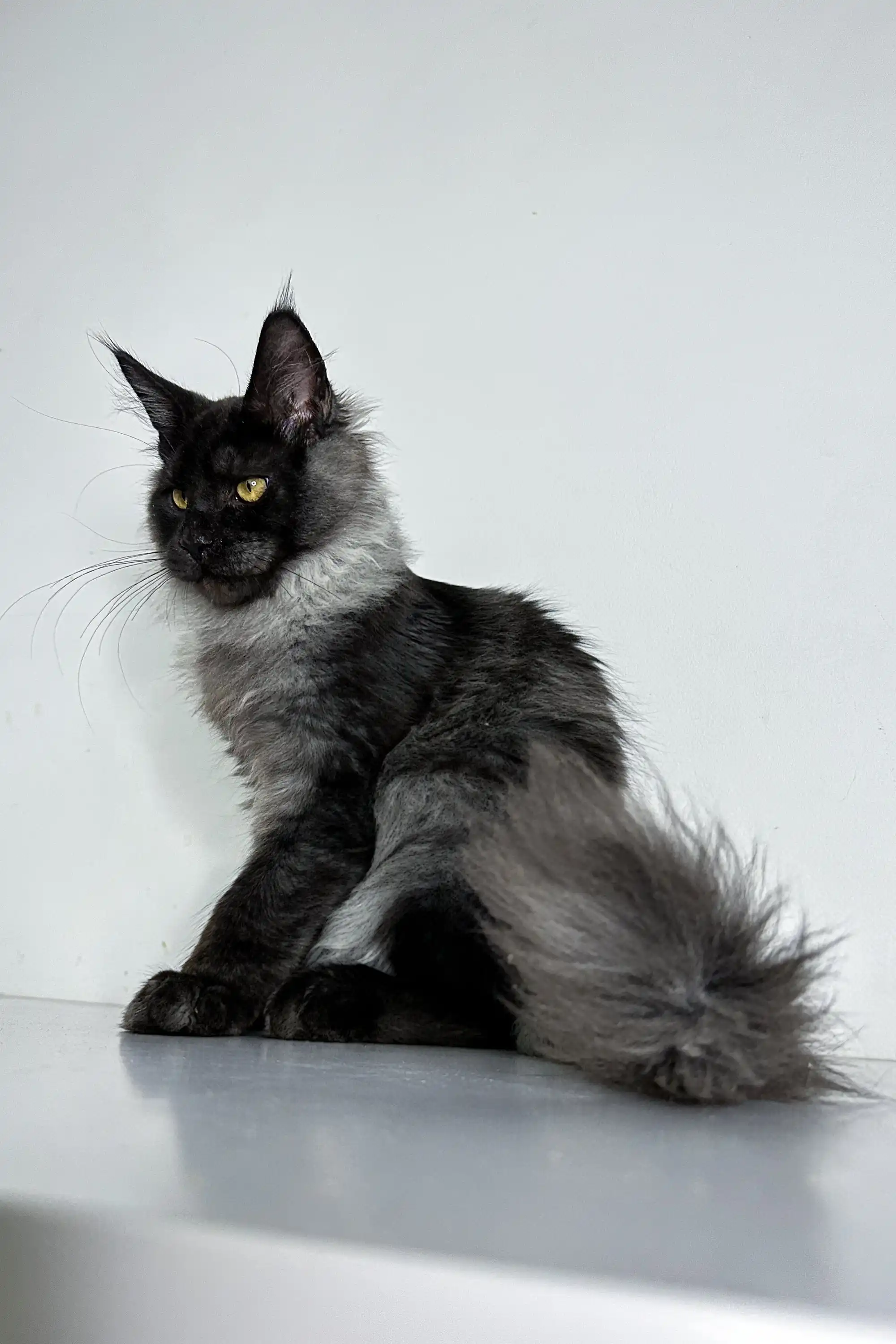 Xander | Maine Coon Kitten - Image 10