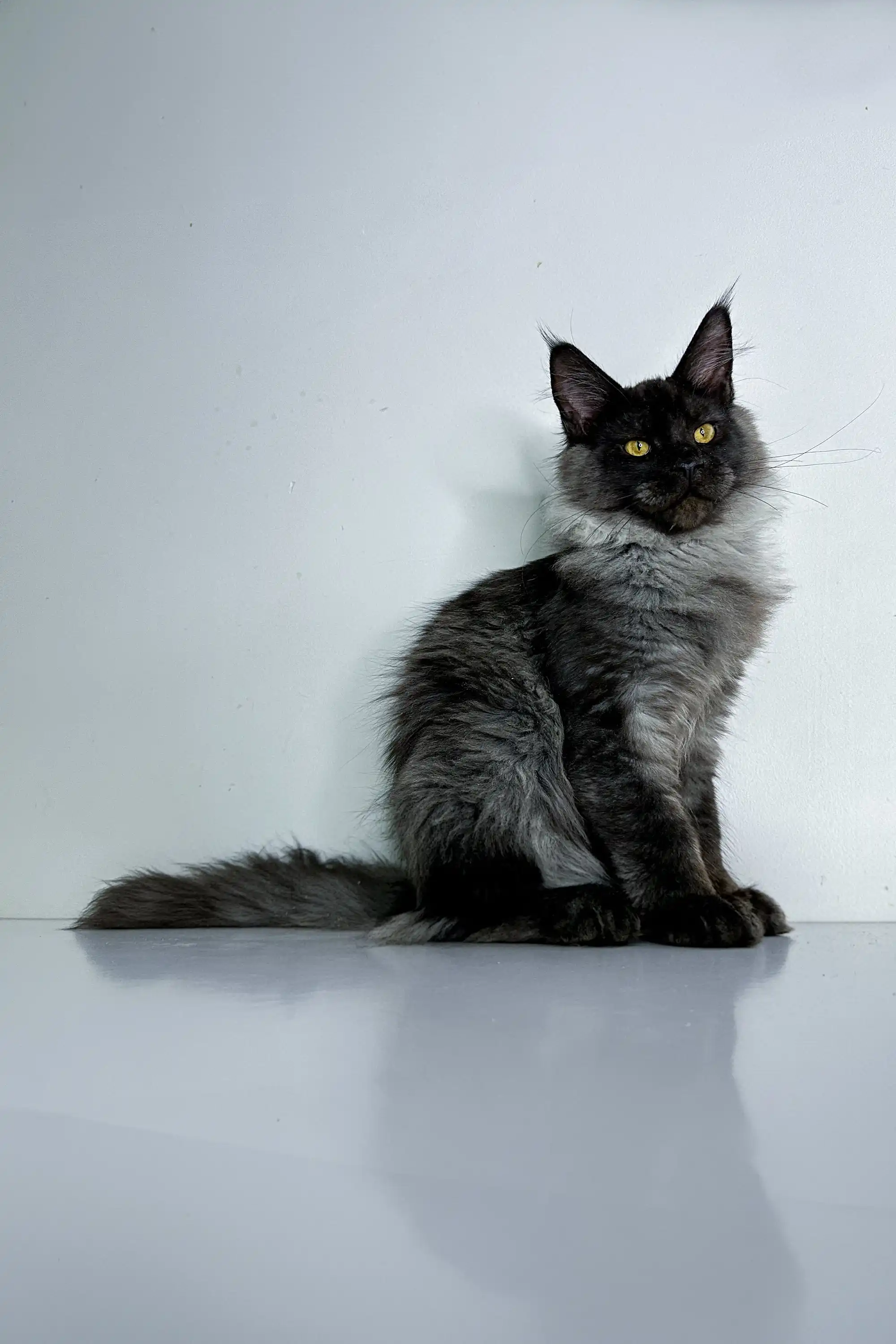 Xander | Maine Coon Kitten - Image 19
