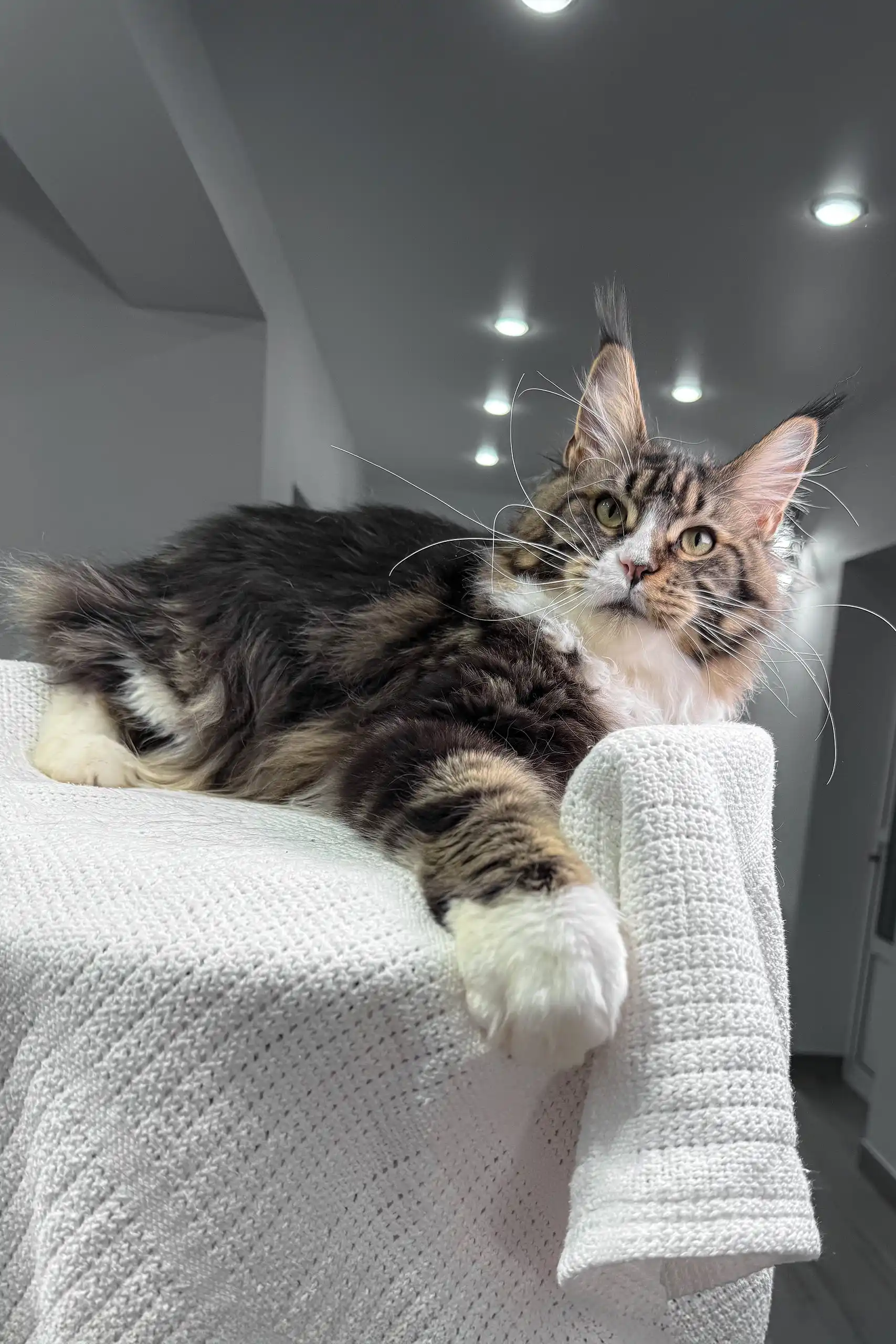 Xanter | Maine Coon Kitten - Image 2
