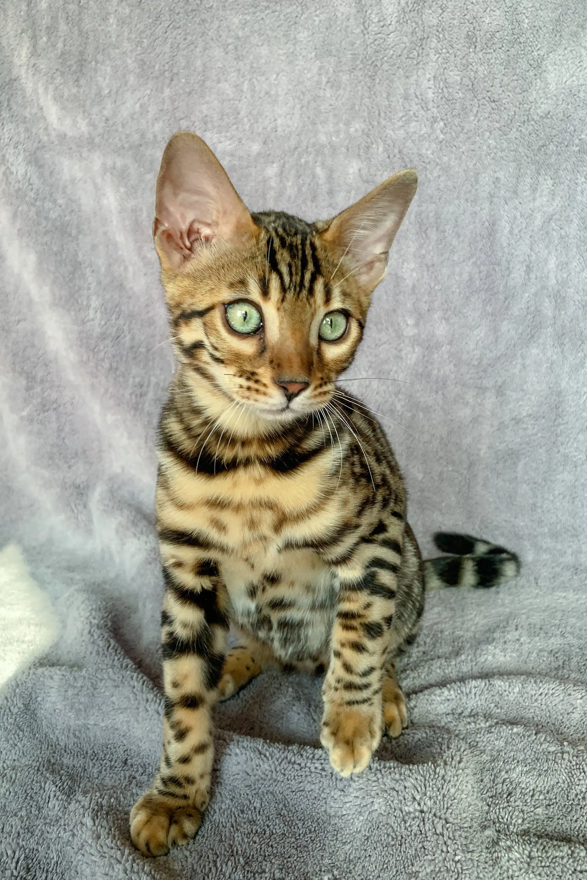 Xanthe | Bengal Kitten - Image 6