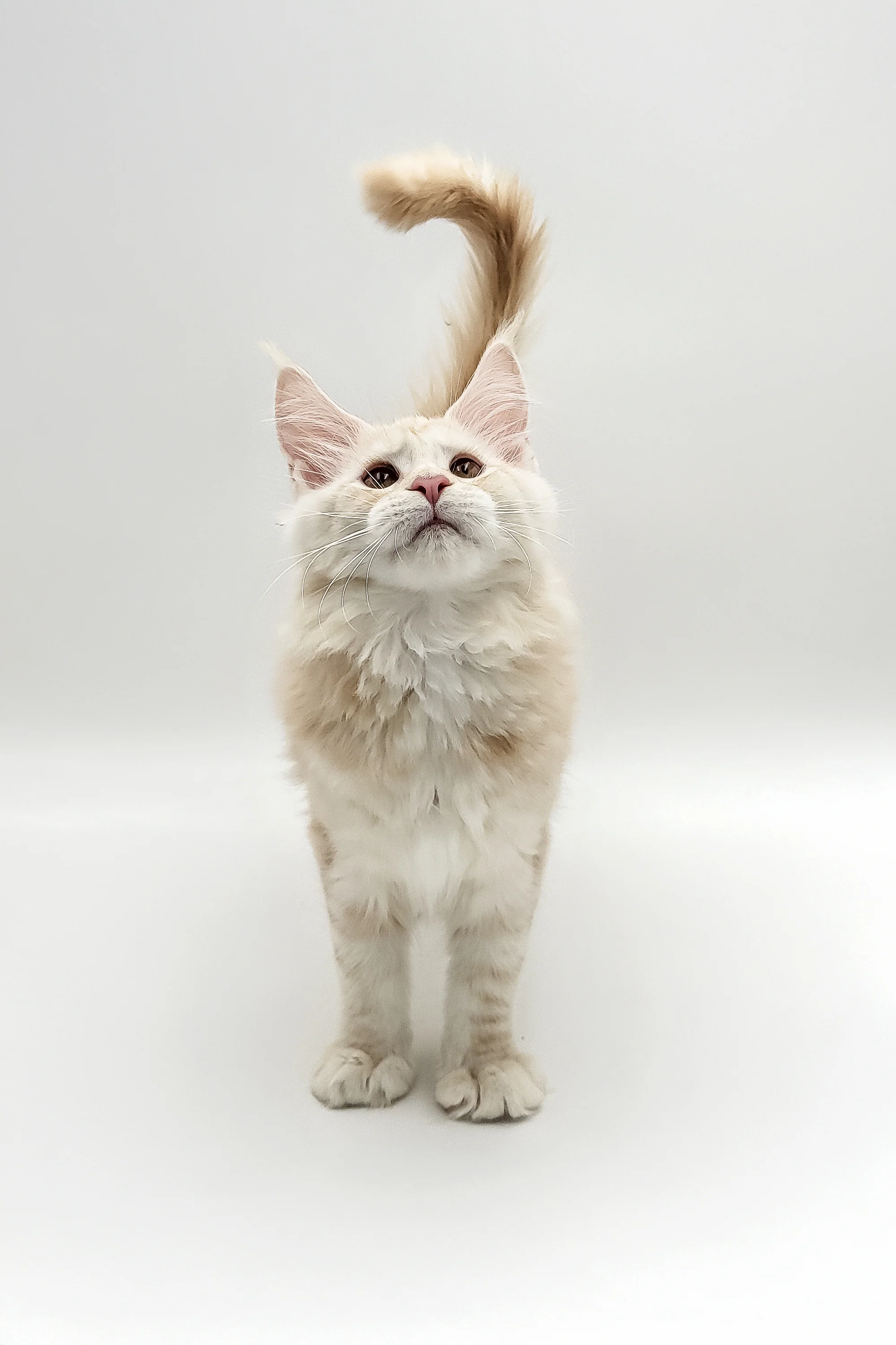 Xanti | Maine Coon Kitten - Image 3