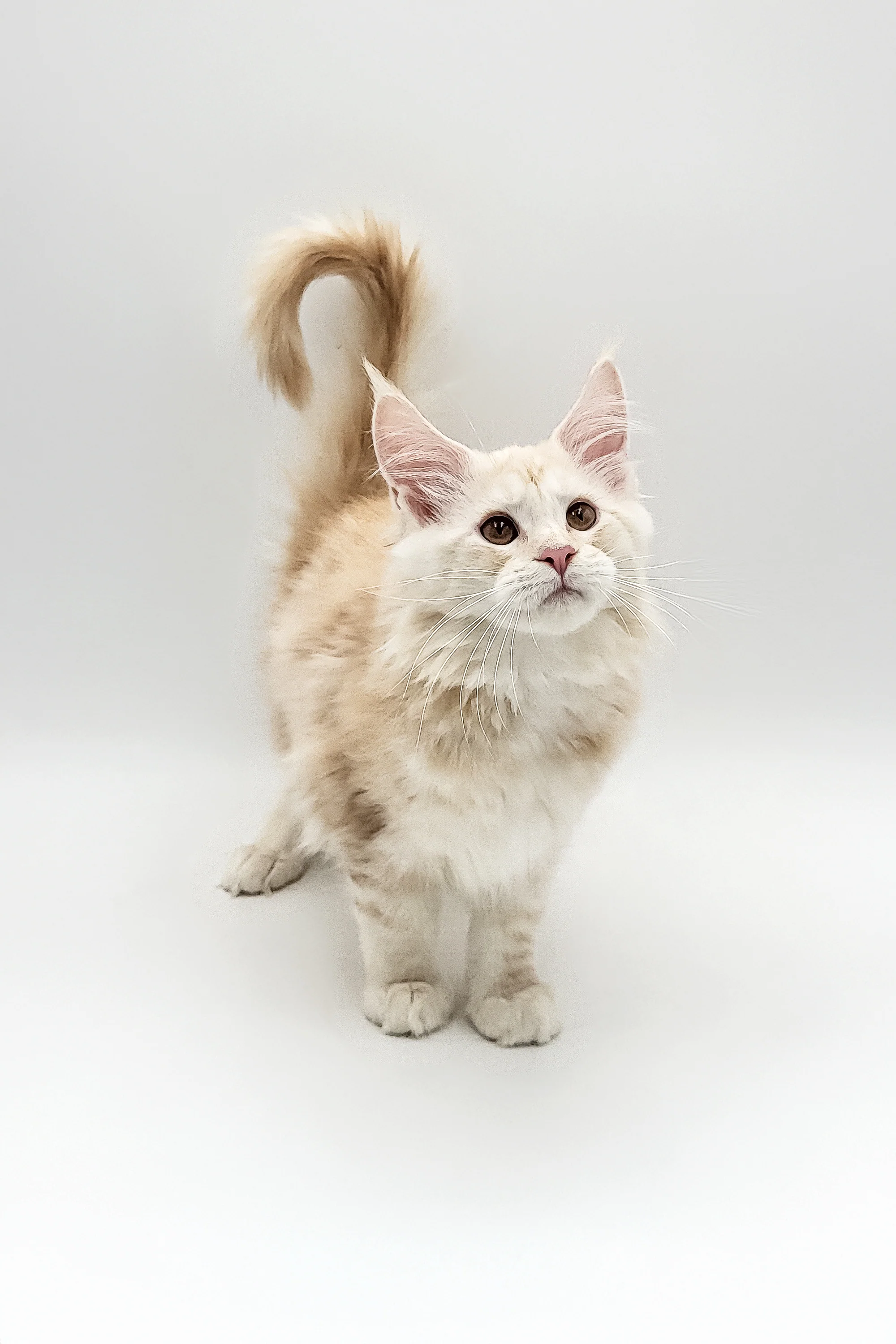 Xanti | Maine Coon Kitten - Image 4