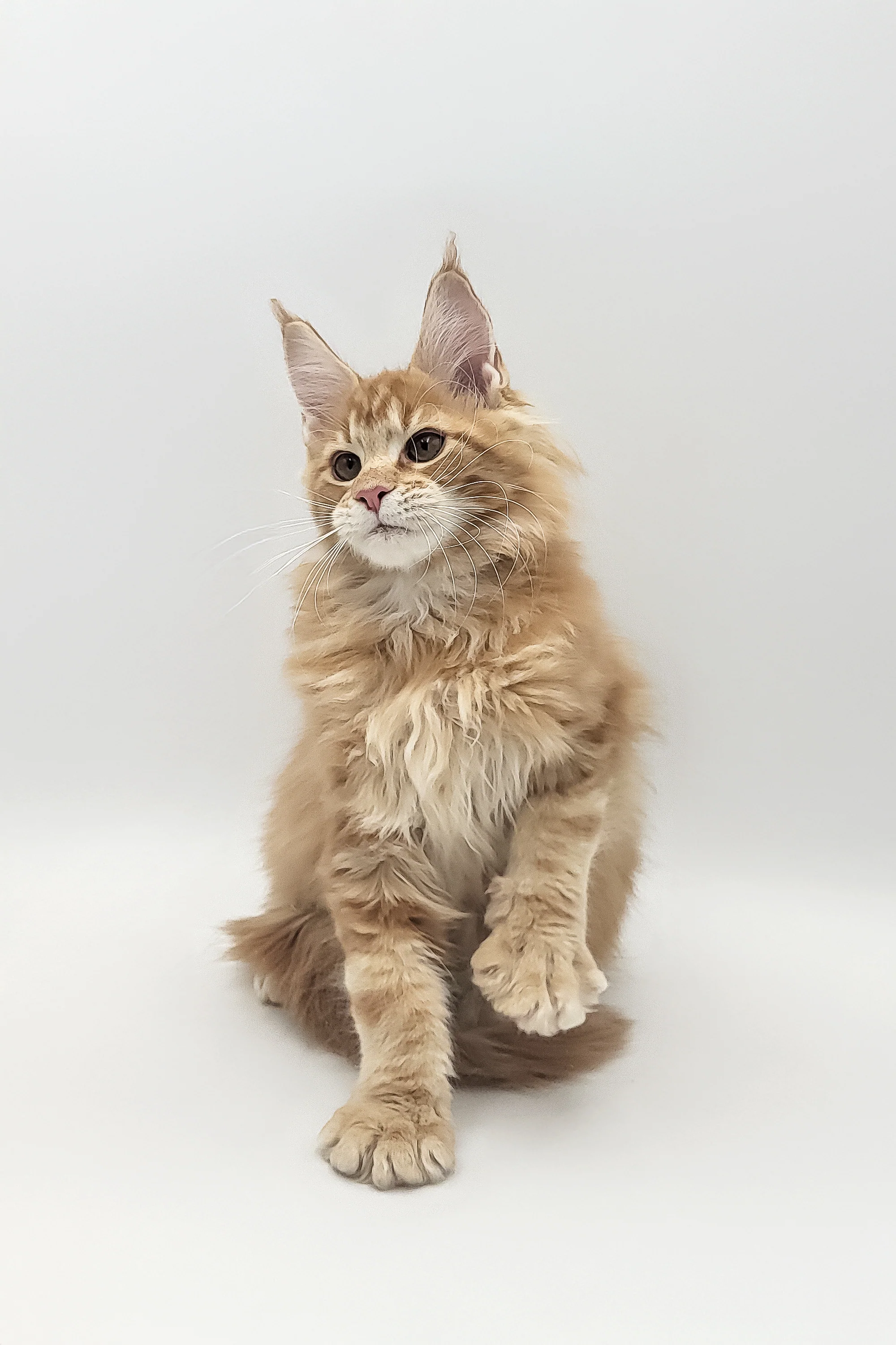 Xavi | Maine Coon Kitten - Image 5