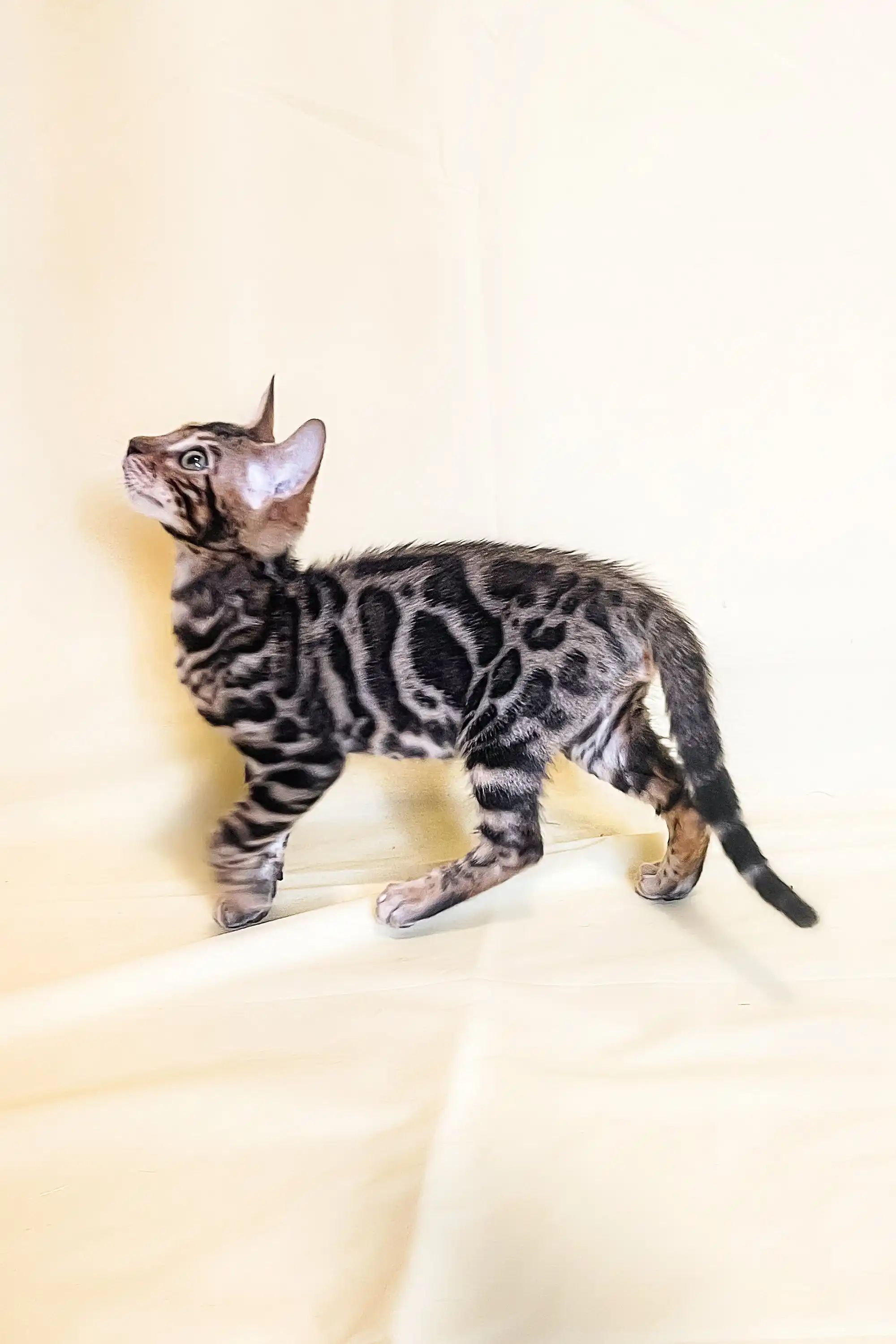 Xavier | Bengal Kitten - Image 13