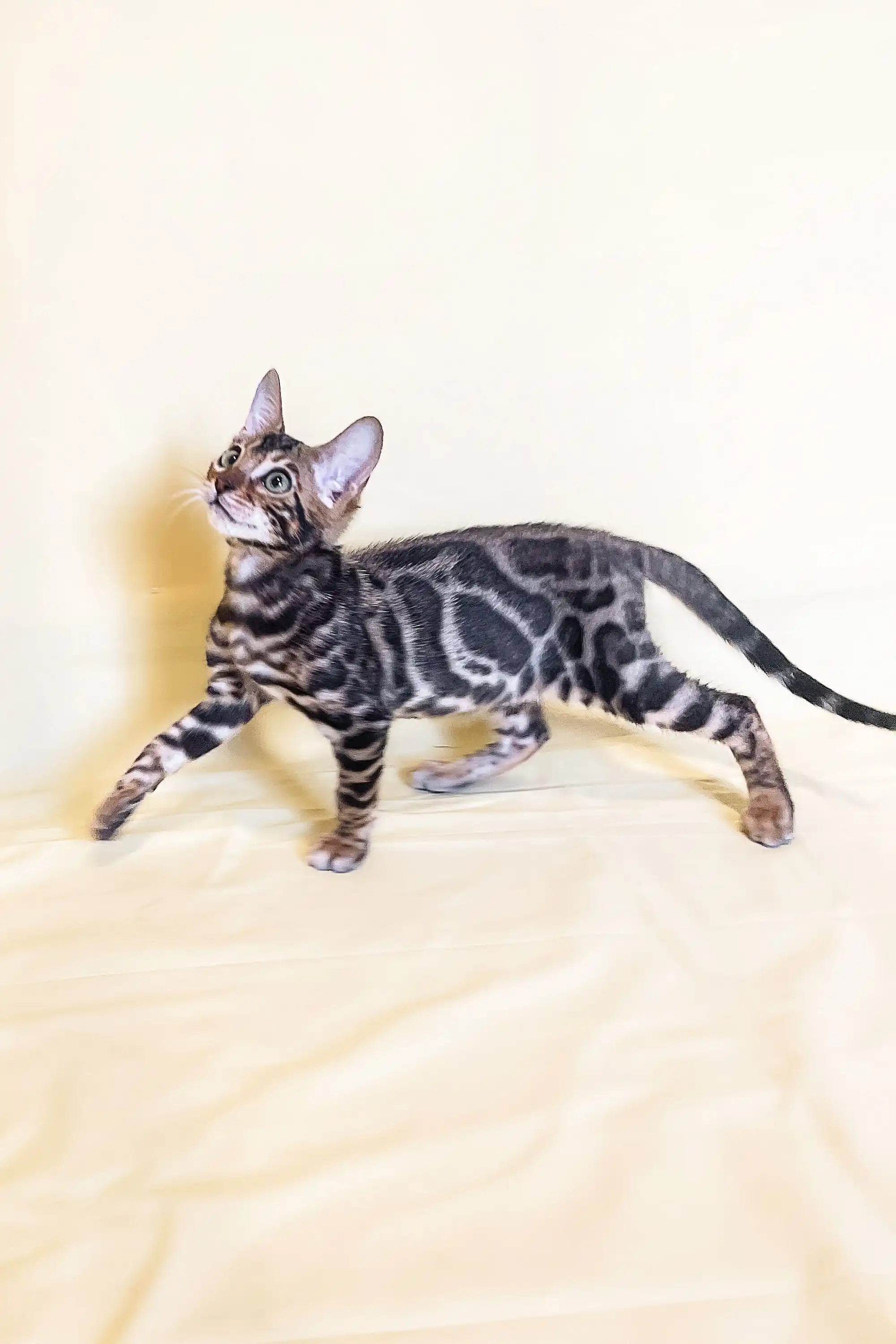Xavier | Bengal Kitten - Image 4