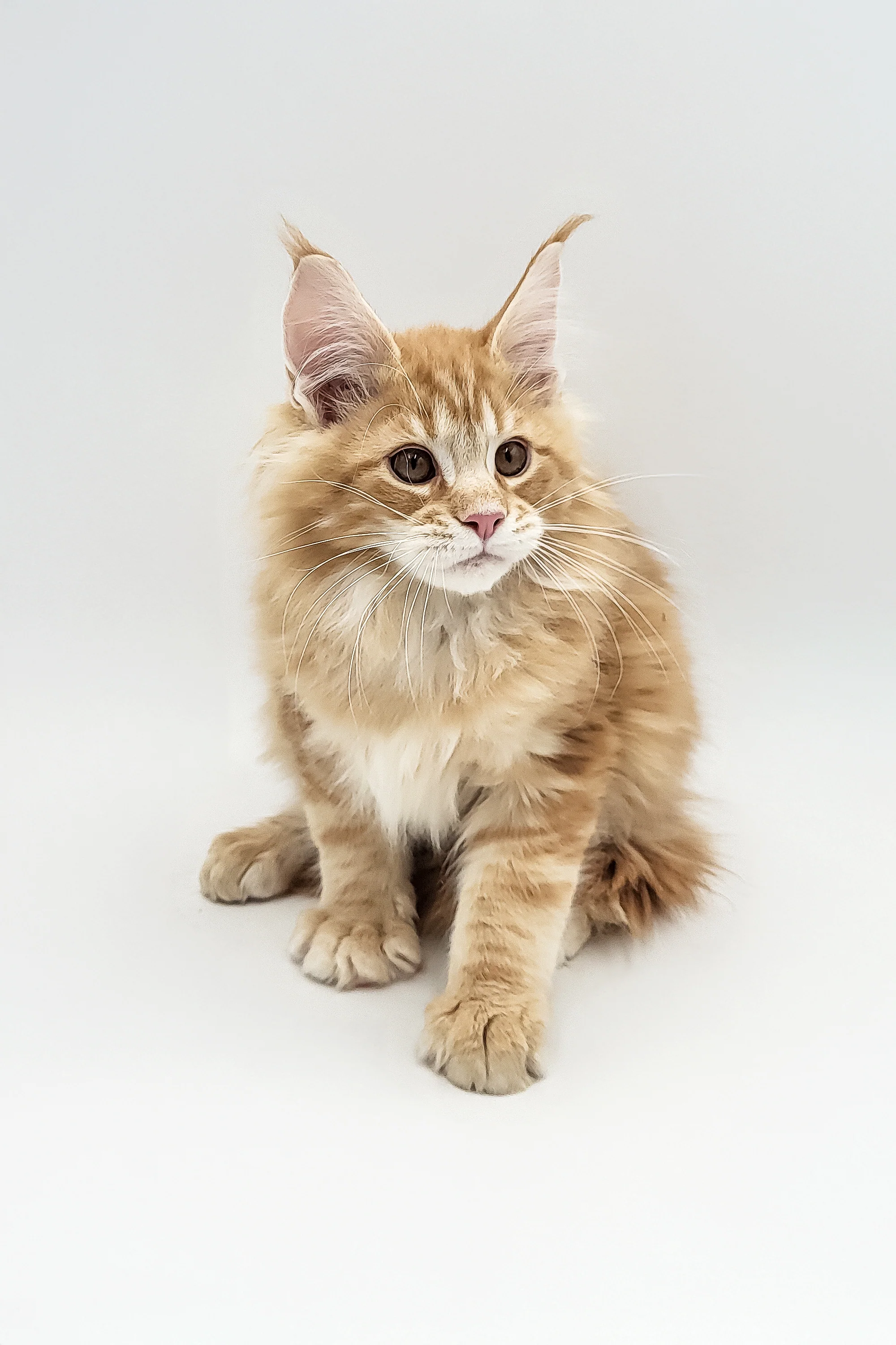 Xenos | Maine Coon Kitten - Image 8