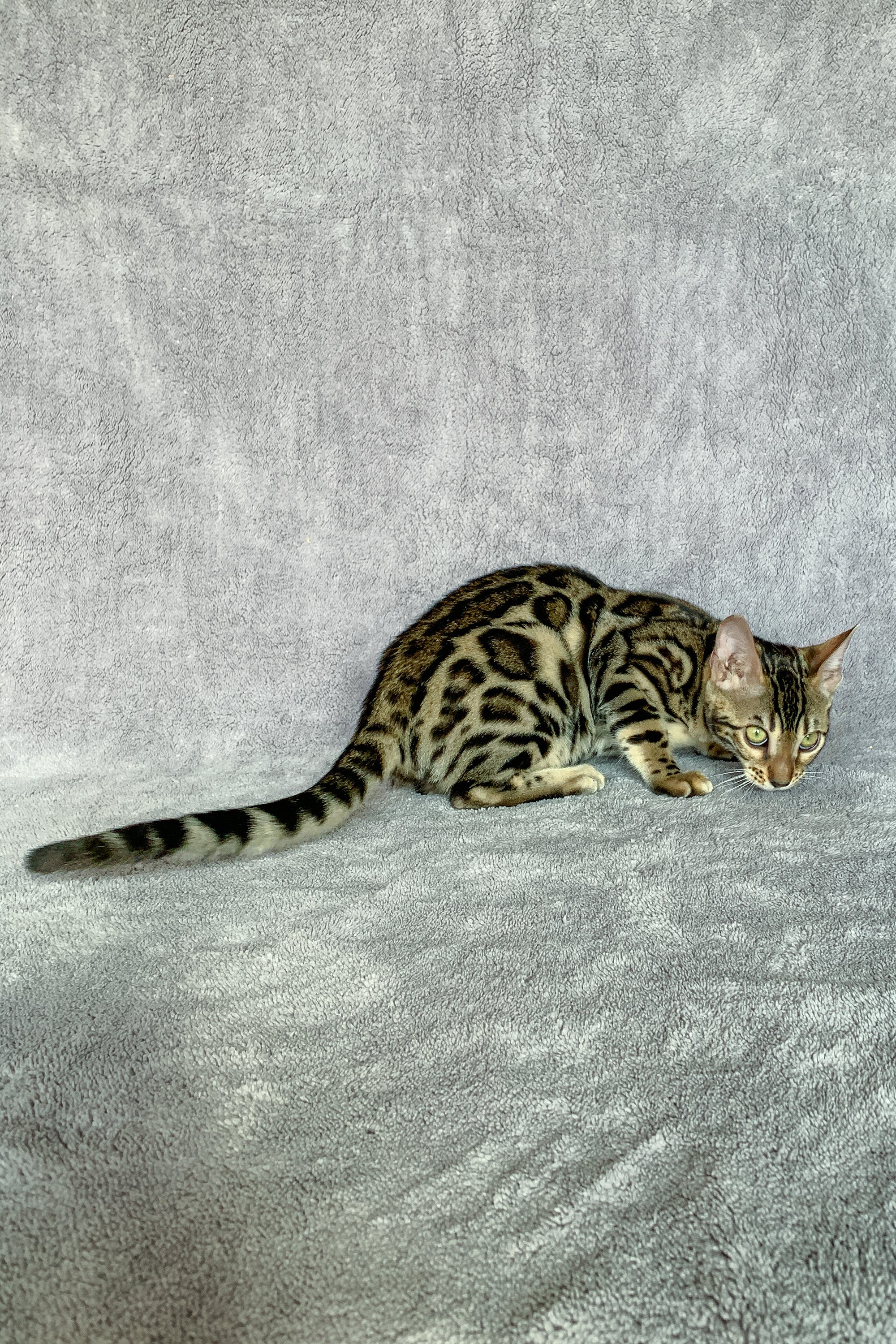 Xola | Bengal Kitten - Image 6
