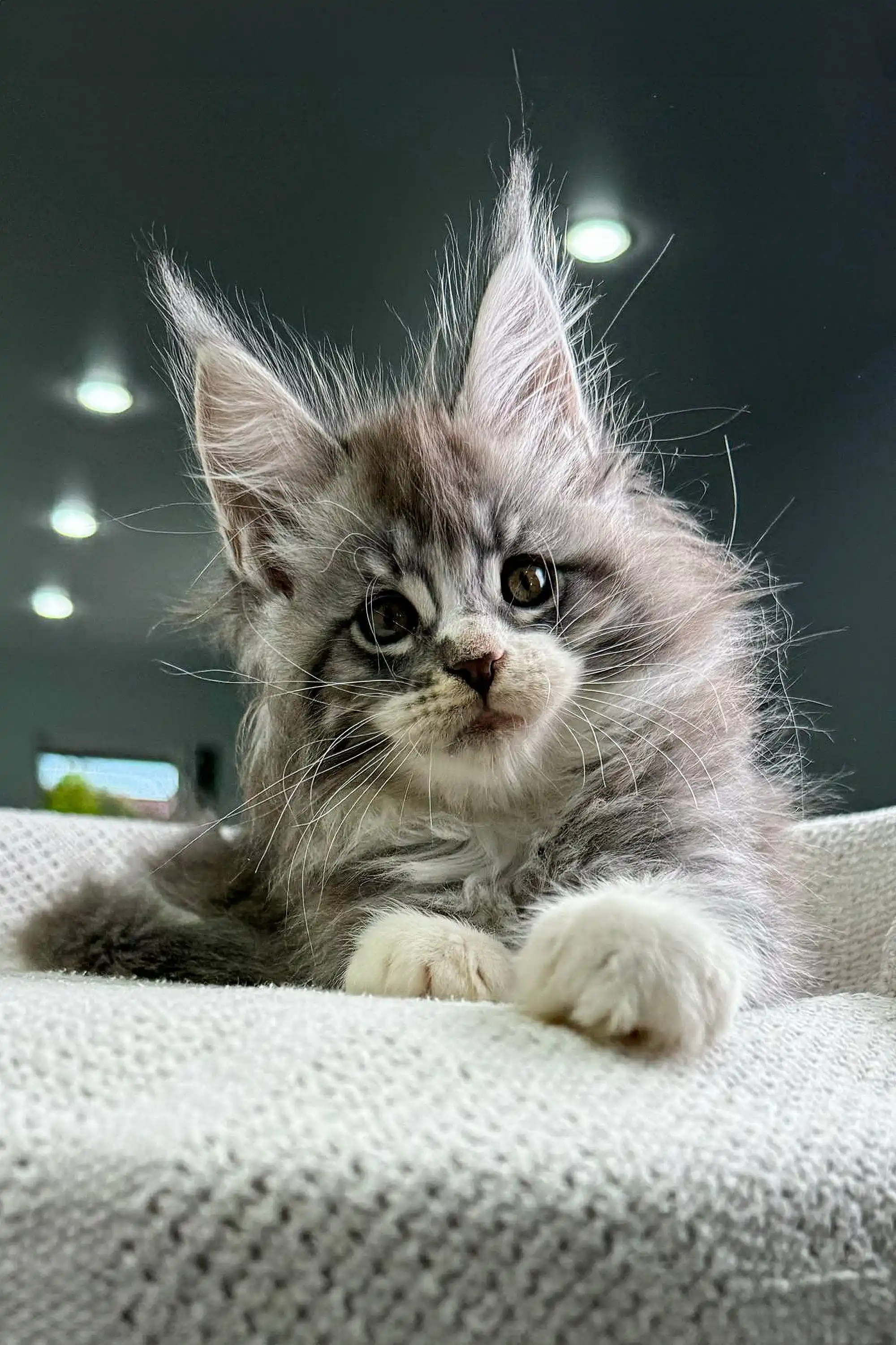 Xray | Maine Coon Kitten - Image 7