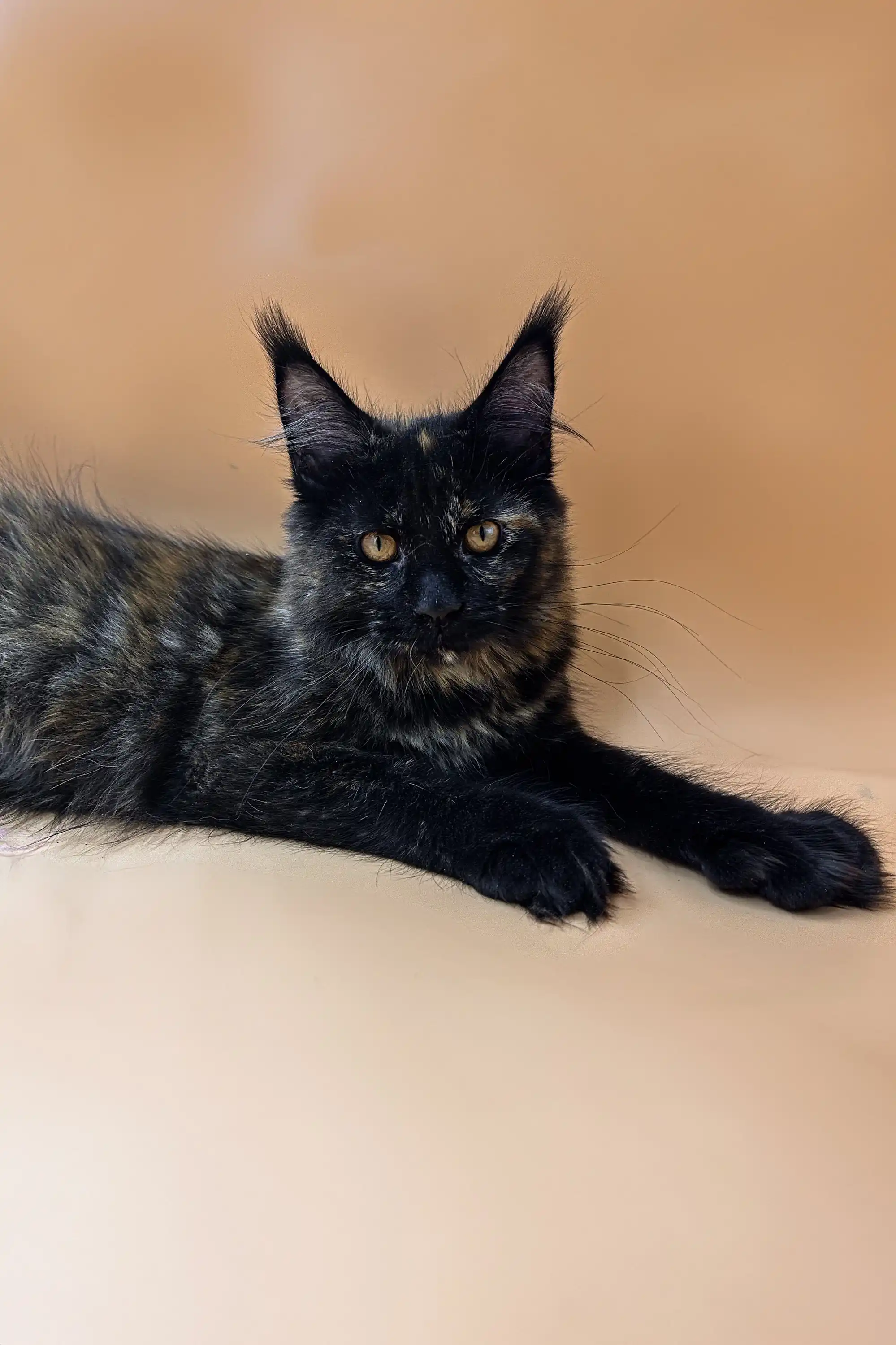 Yana | Polydactyl Maine Coon - Image 5