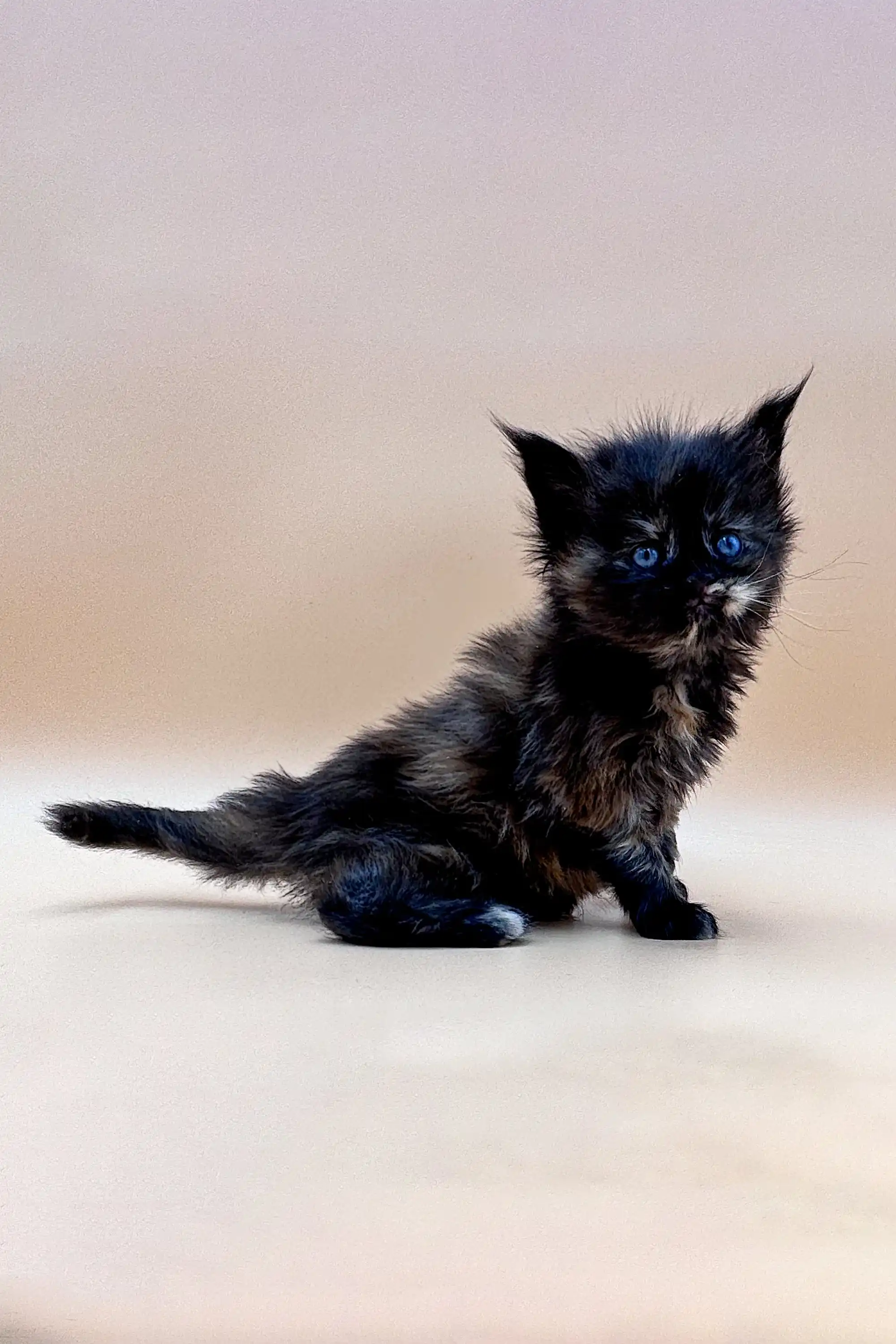 Yana | Maine Coon Kitten - Image 2