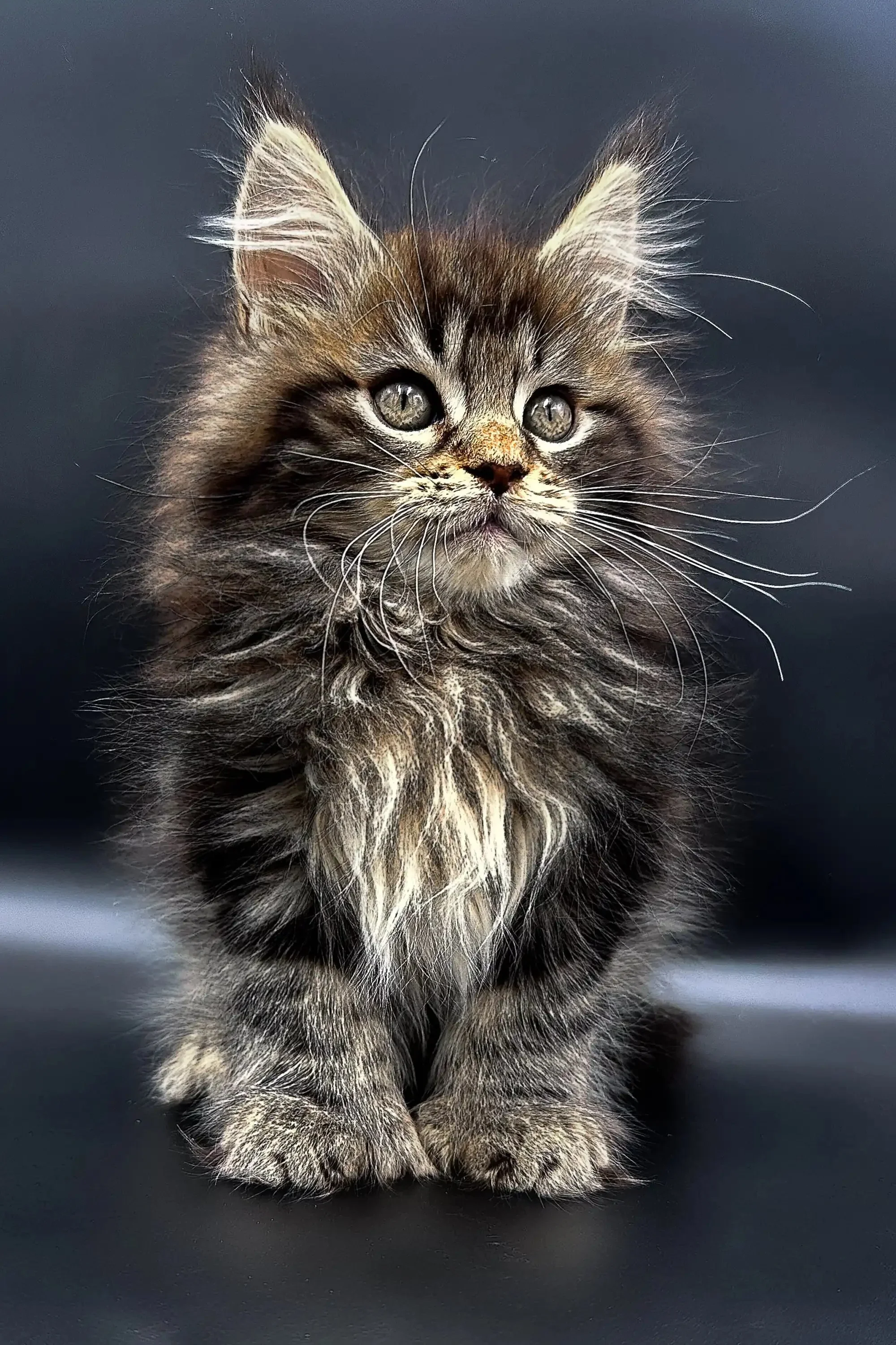 Yang | Polydactyl Maine Coon Kitten - Image 4