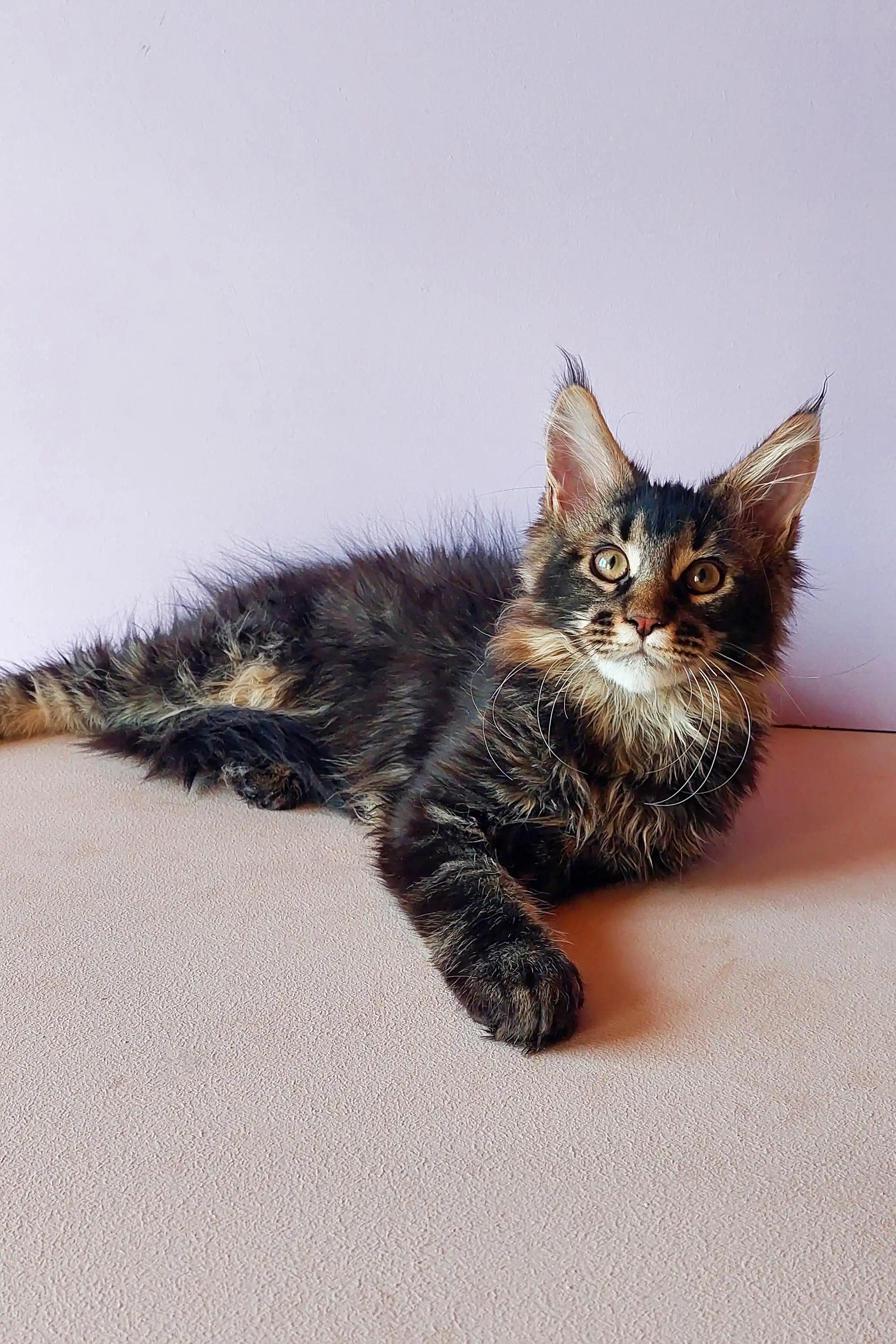 Yanis | Maine Coon Kitten - Image 12