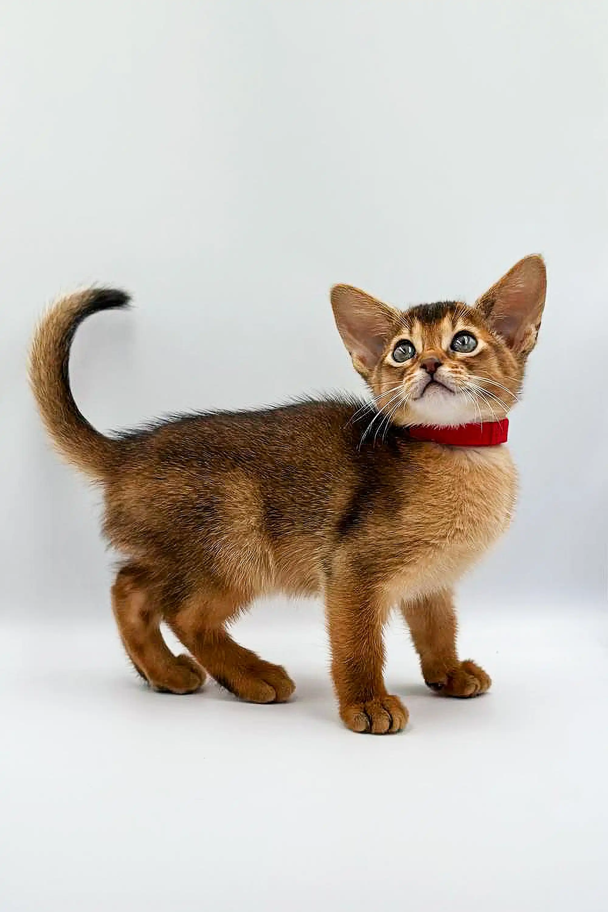 Yara | Abyssinian Kitten - Image 5