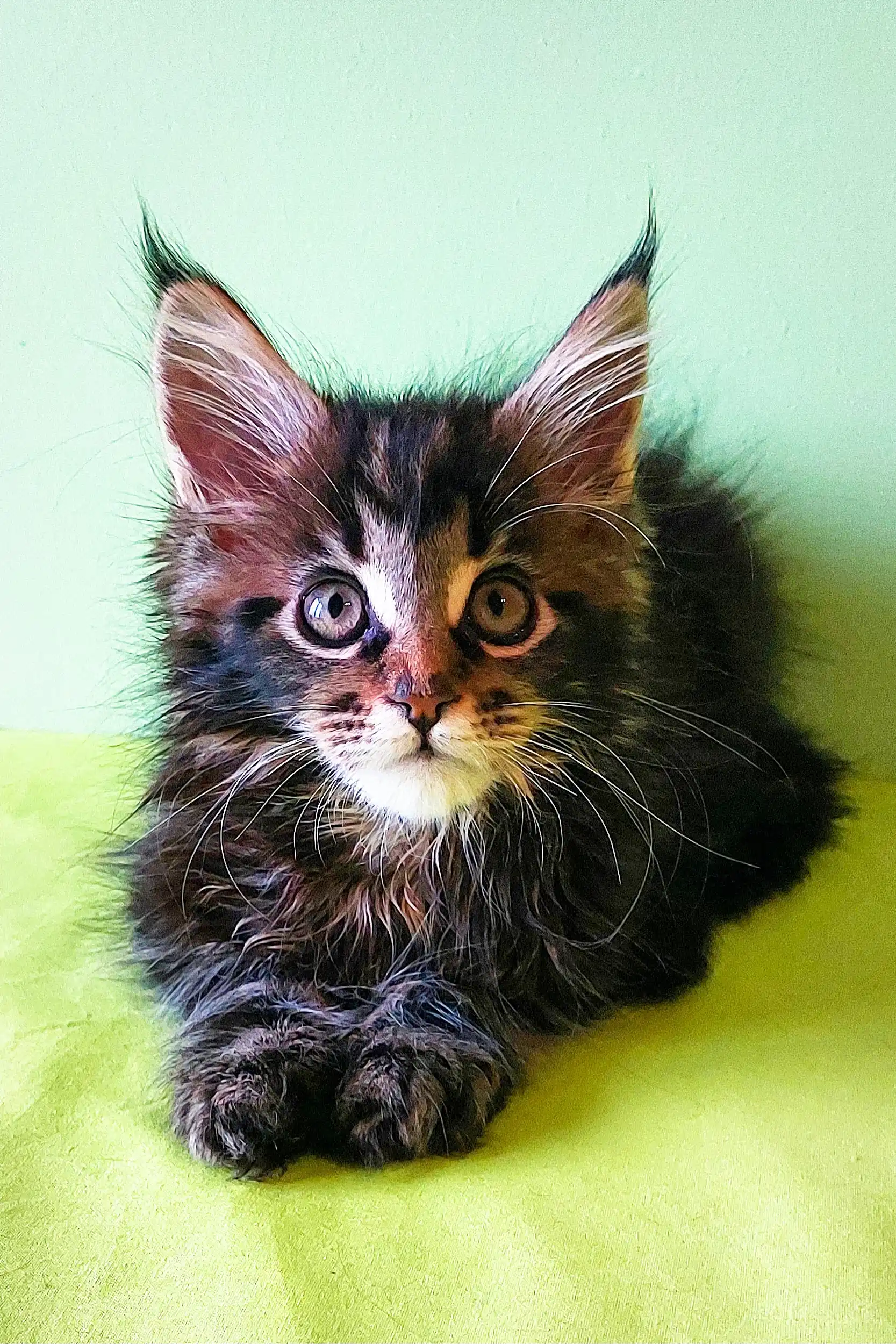 Yaris | Maine Coon Kitten - Image 17