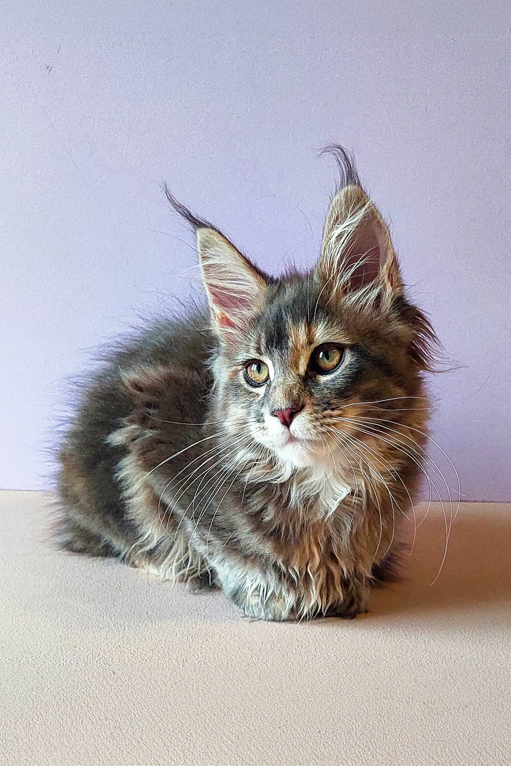 Yarisha | Maine Coon Kitten - Image 5