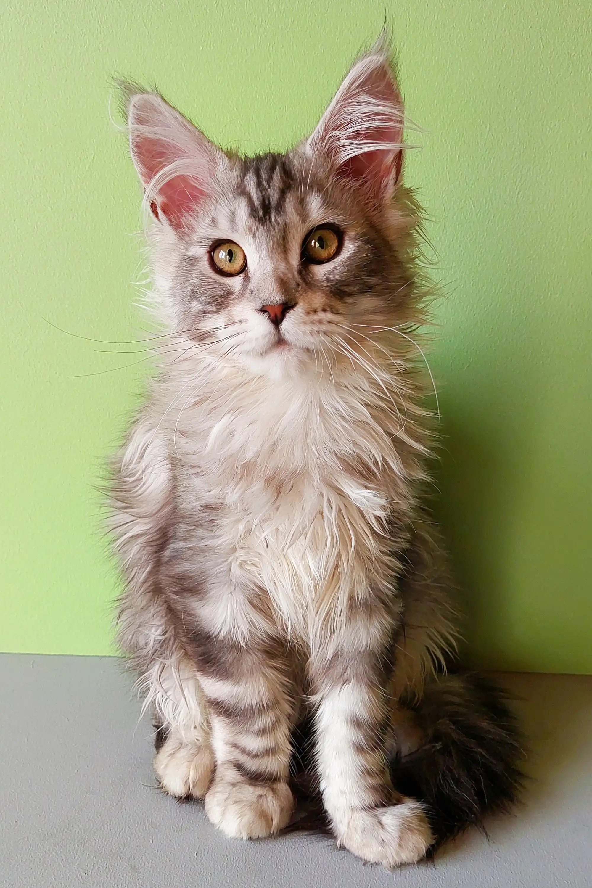 Yasha | Maine Coon Kitten - Image 10