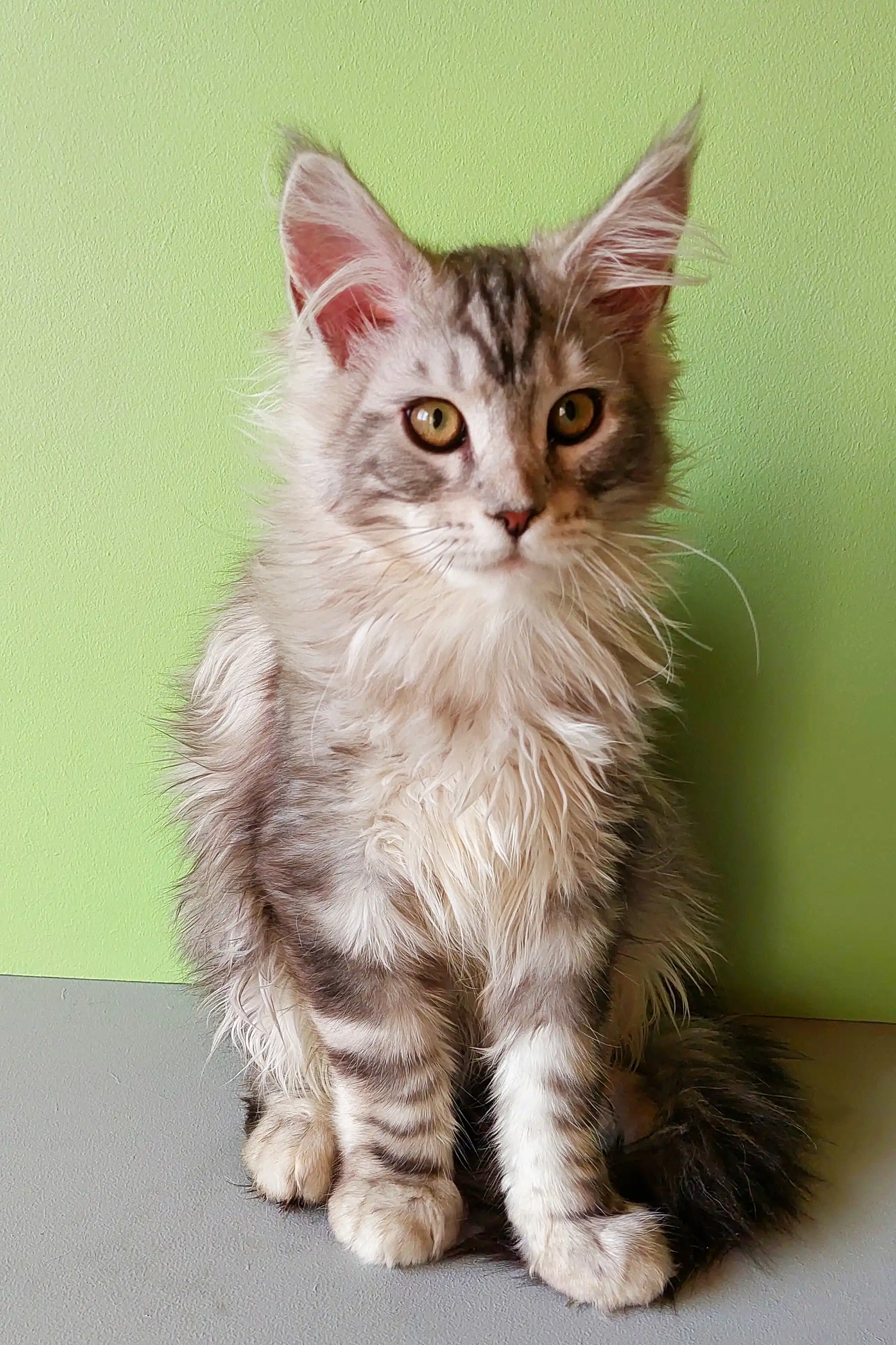 Yasha | Maine Coon Kitten - Image 9