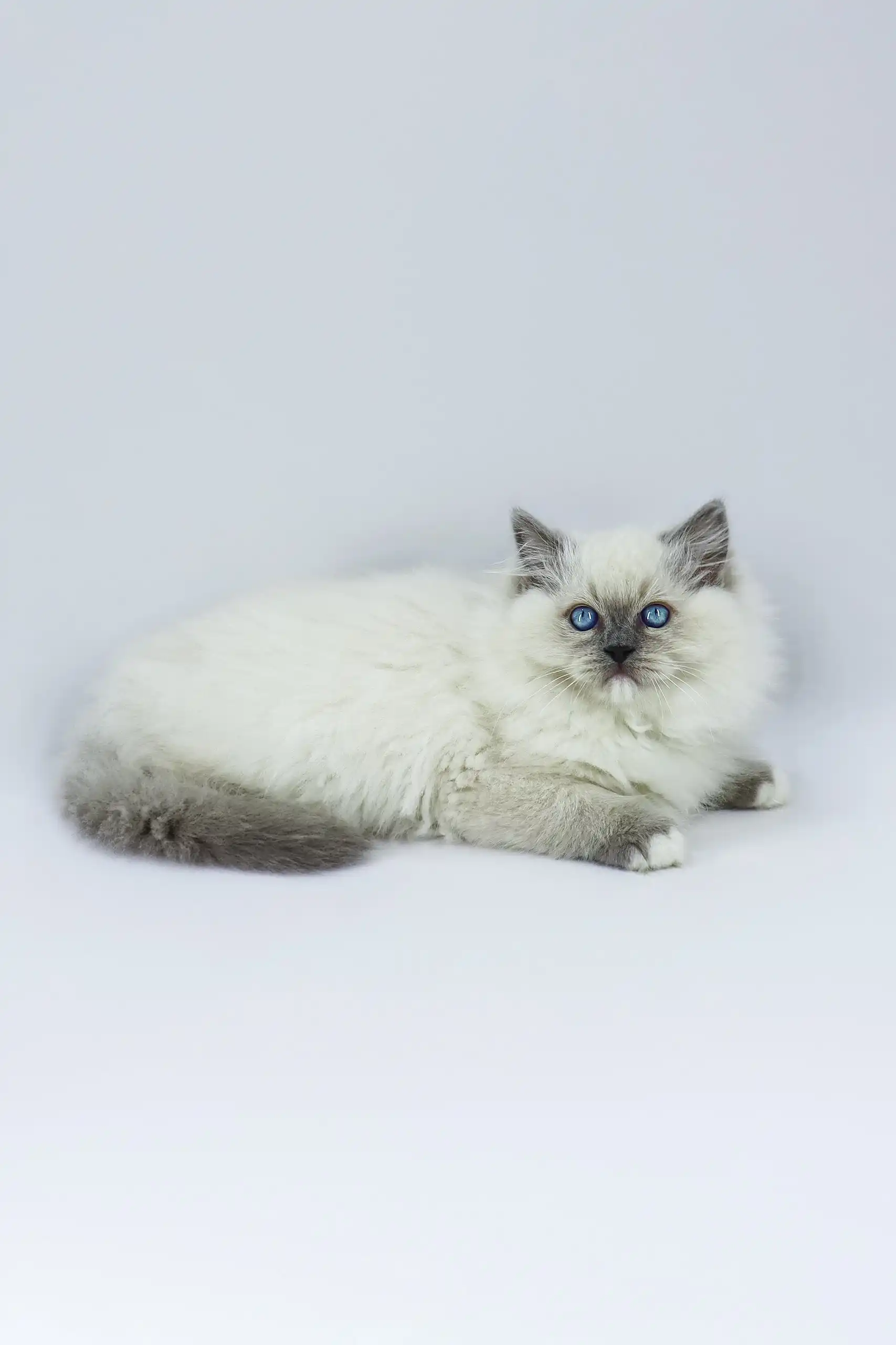 Yasha | Ragdoll Kitten - Image 3