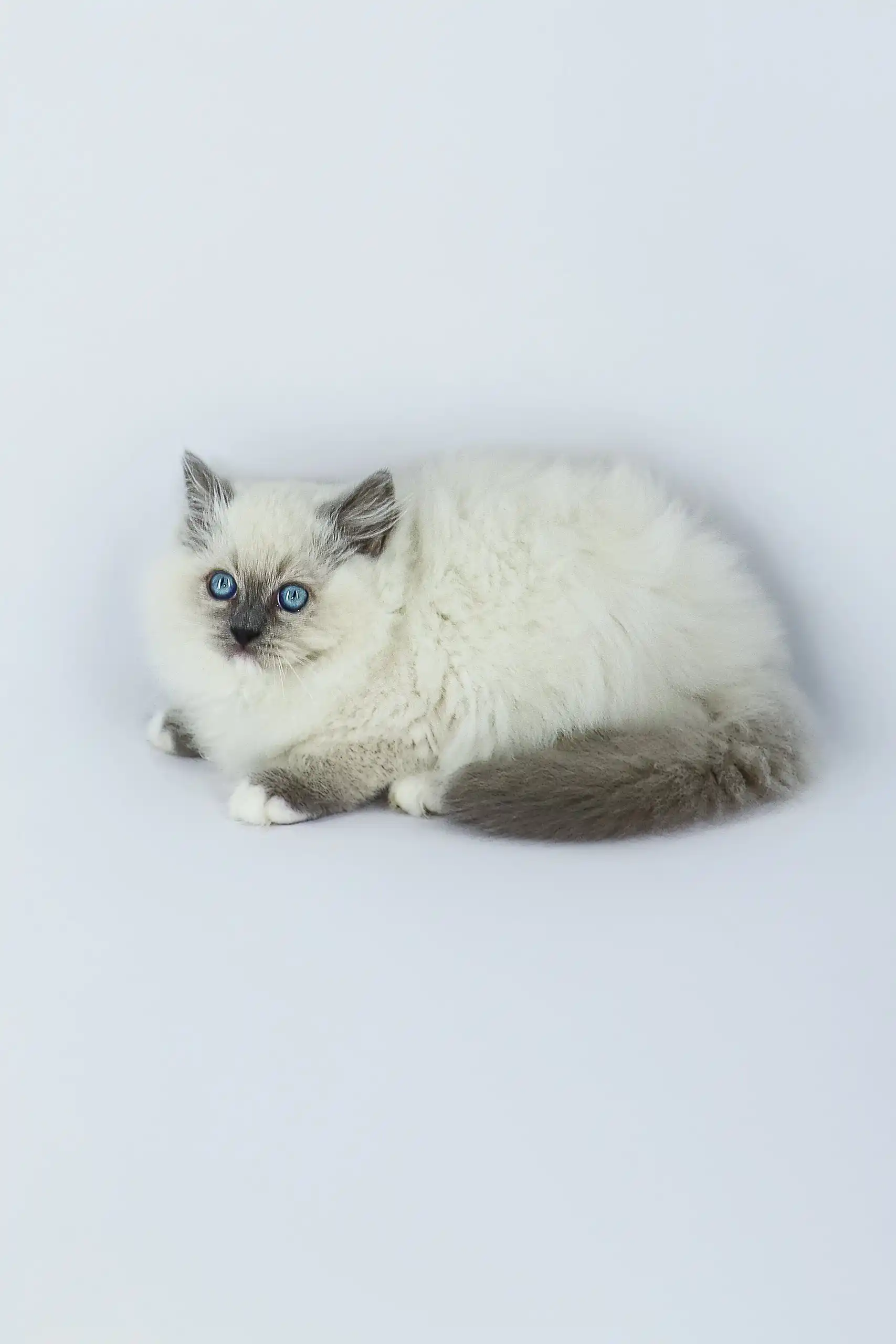 Yasha | Ragdoll Kitten - Image 5
