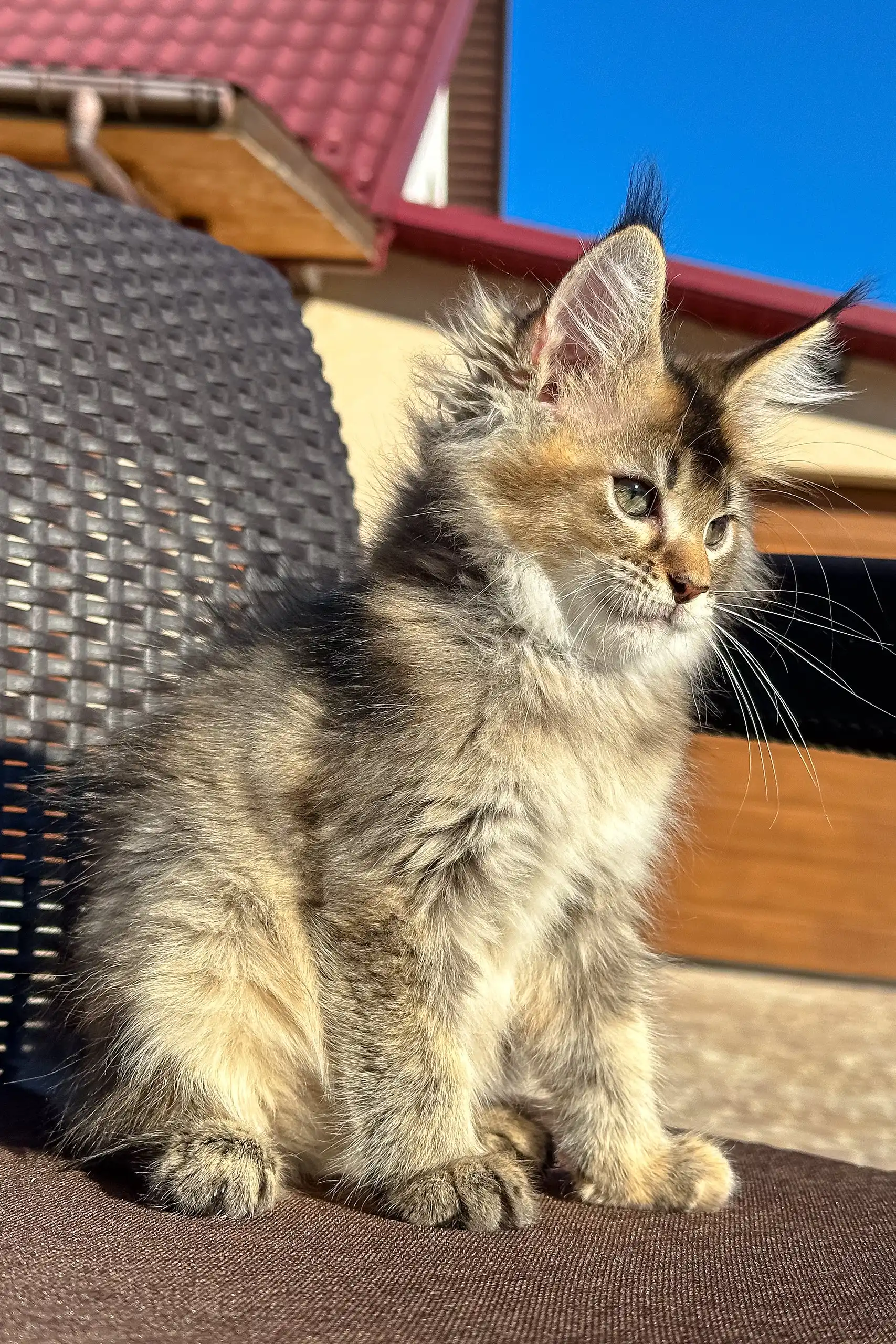 Yashka | Golden Maine Coon Kitten - Image 4