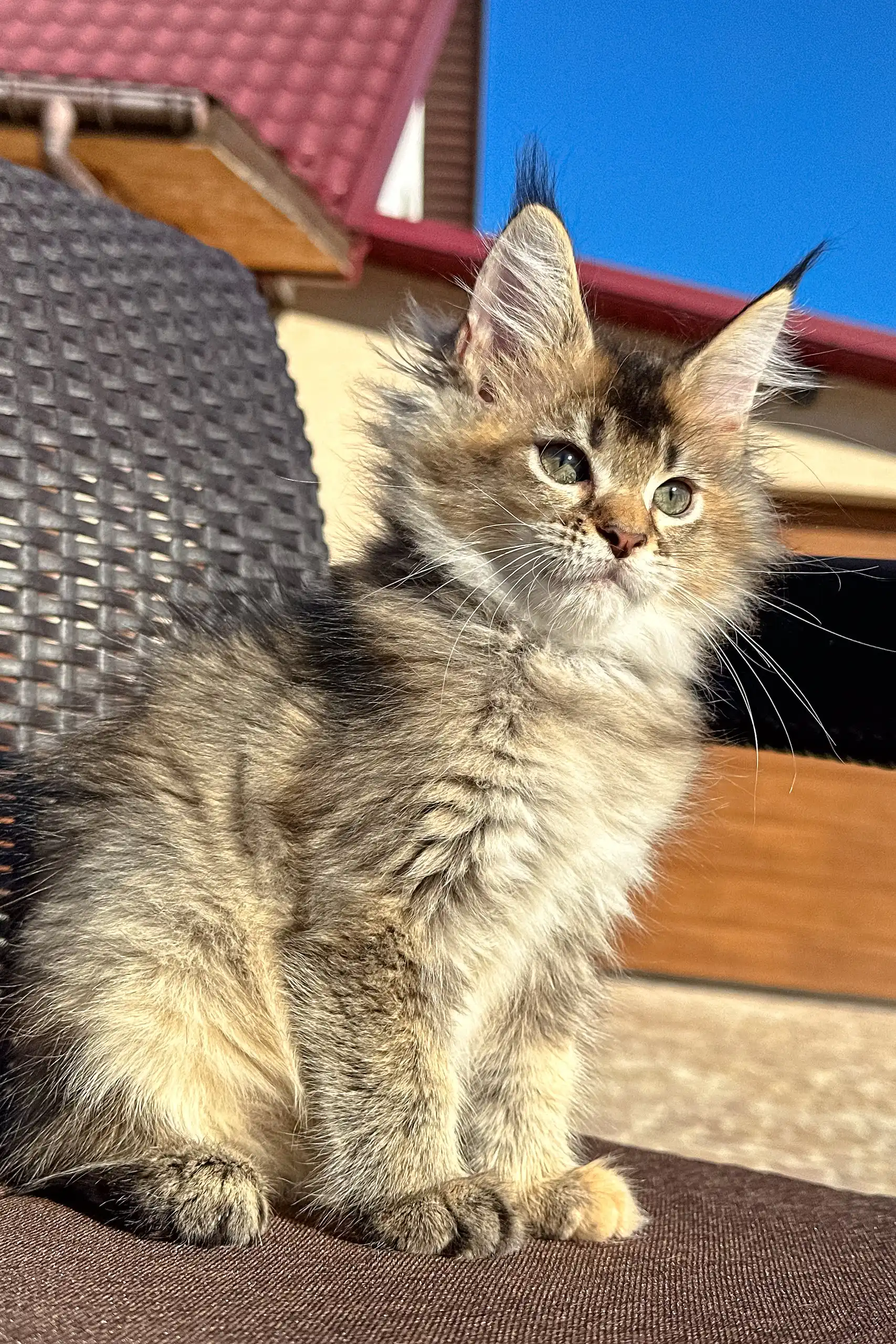 Yashka | Golden Maine Coon Kitten - Image 5