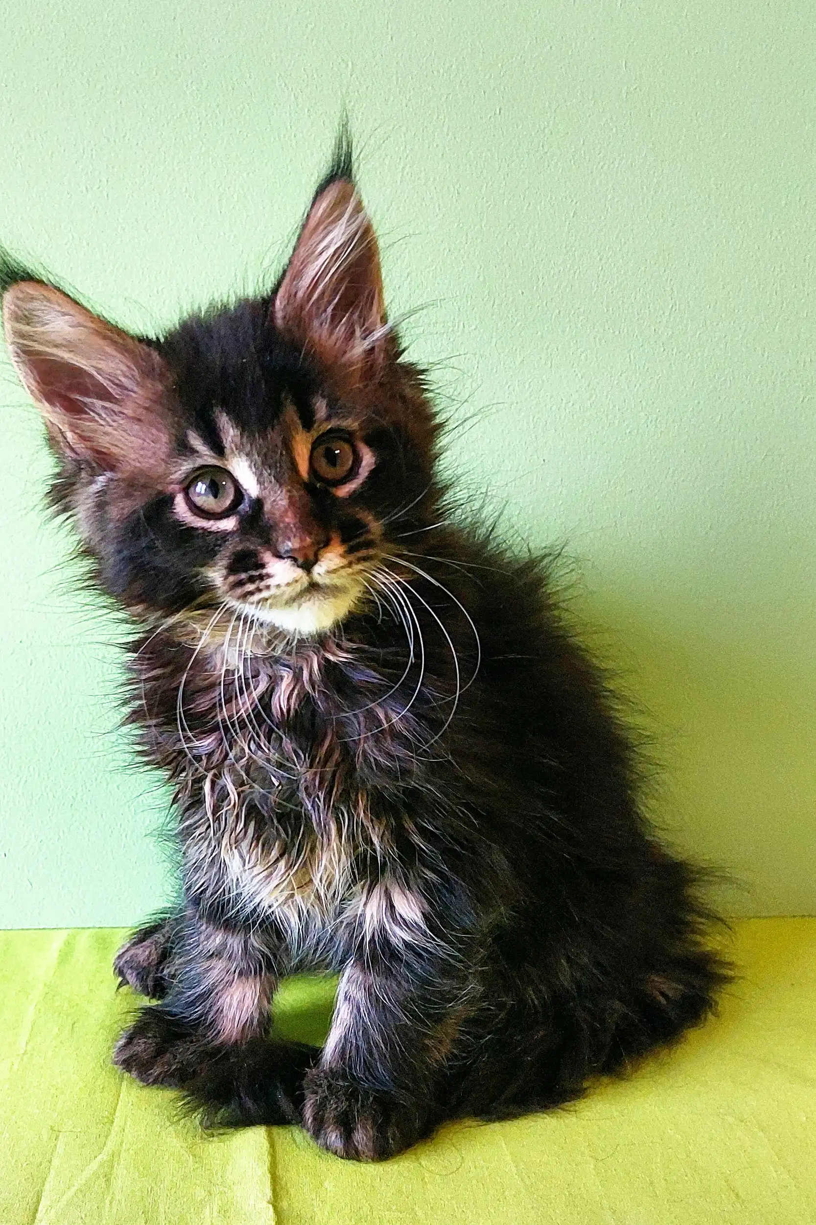 Yasin | Maine Coon Kitten - Image 10