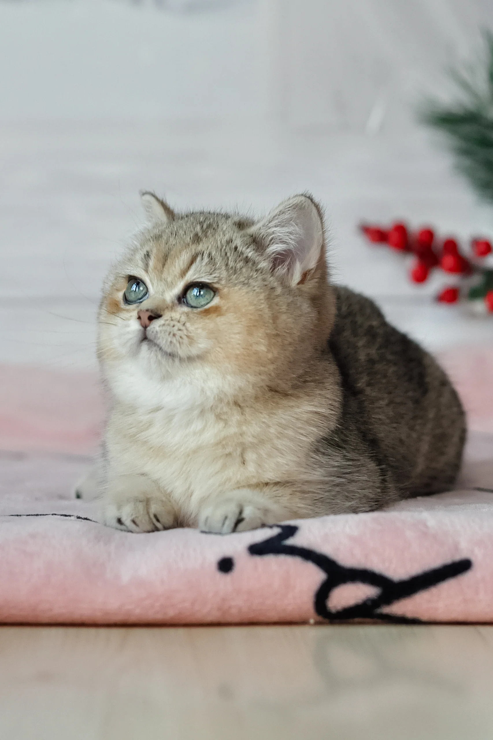 Yasmin | British Shorthair Kitten - Image 2