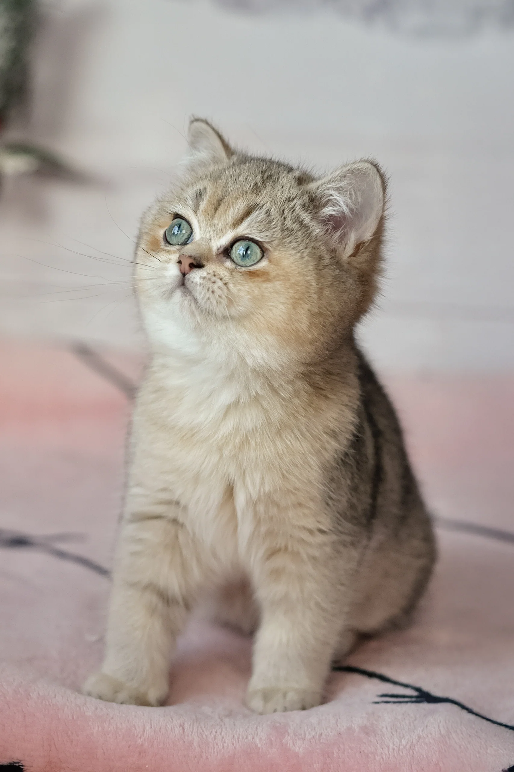 Yasmin | British Shorthair Kitten - Image 7