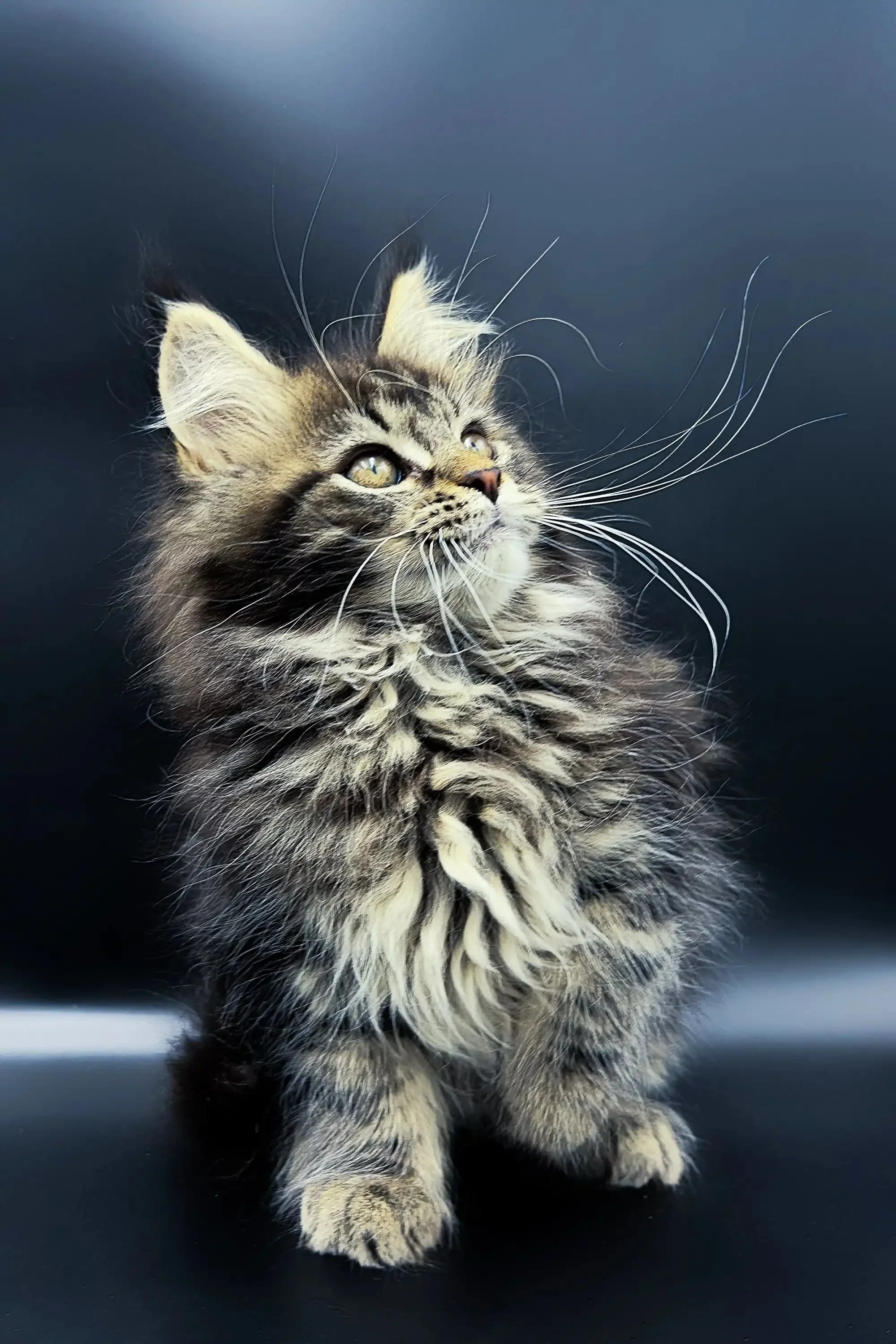Yasmine | Maine Coon Kitten - Image 4