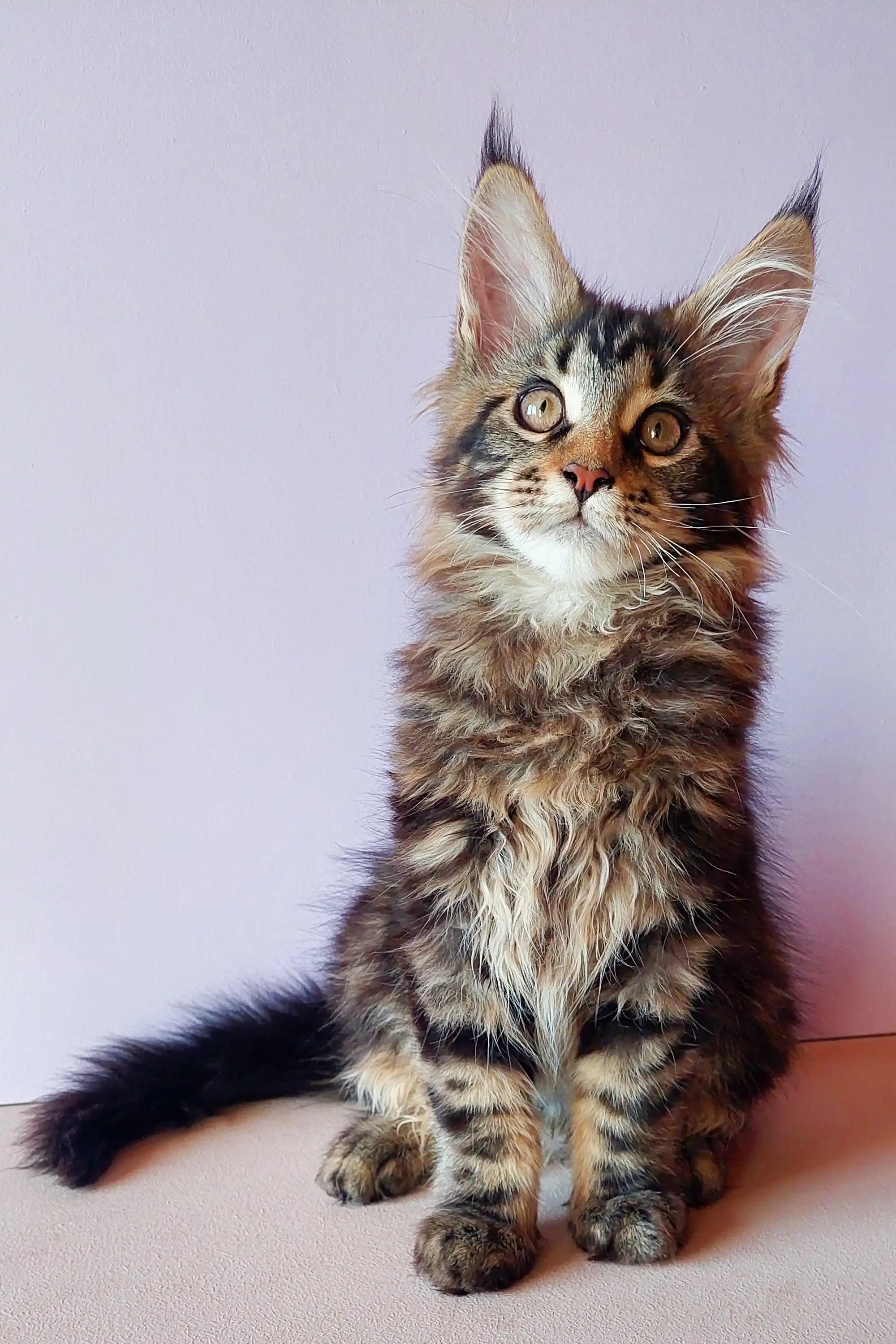 Yeshua | Maine Coon Kitten - Image 20