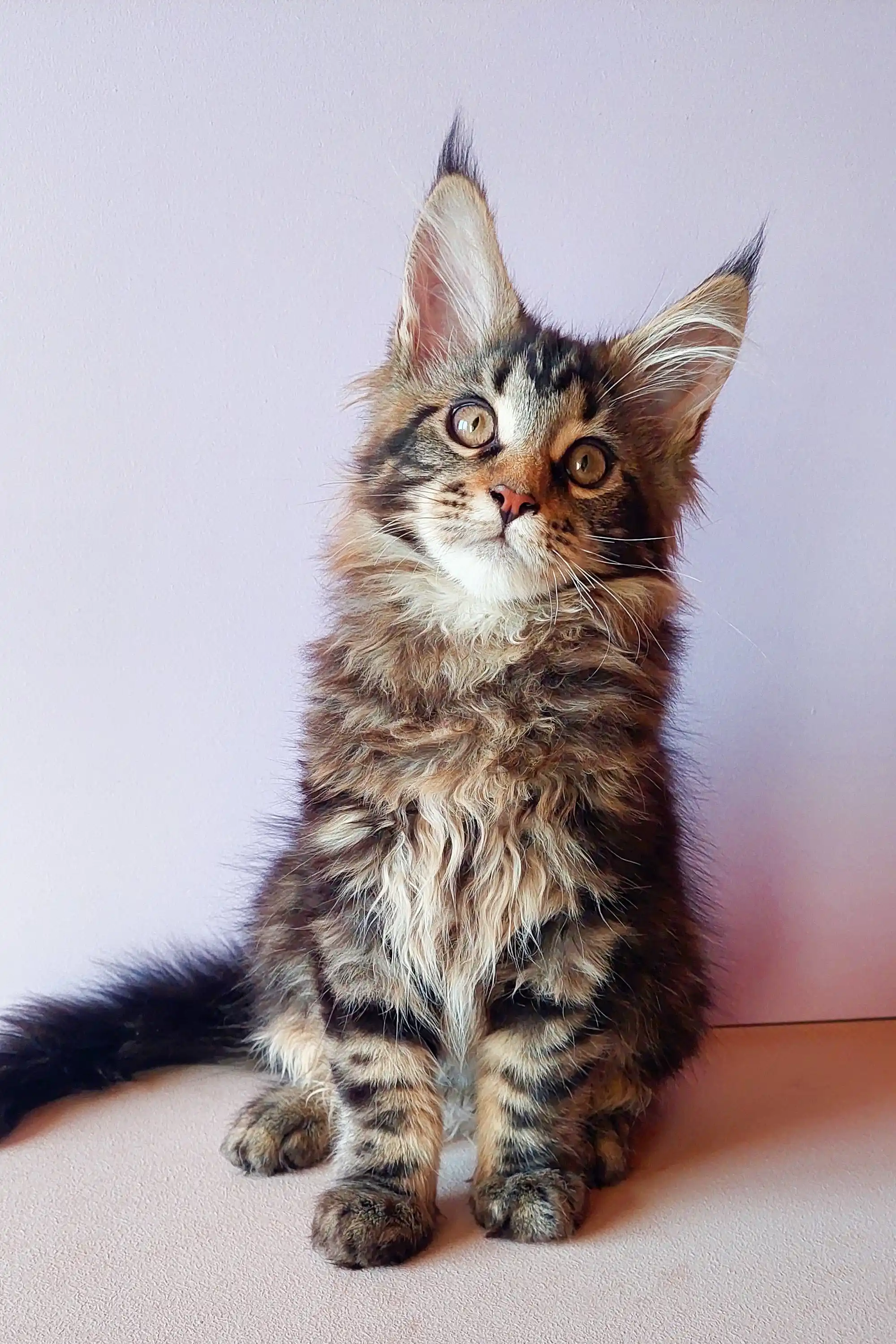 Yeshua | Maine Coon Kitten - Image 21