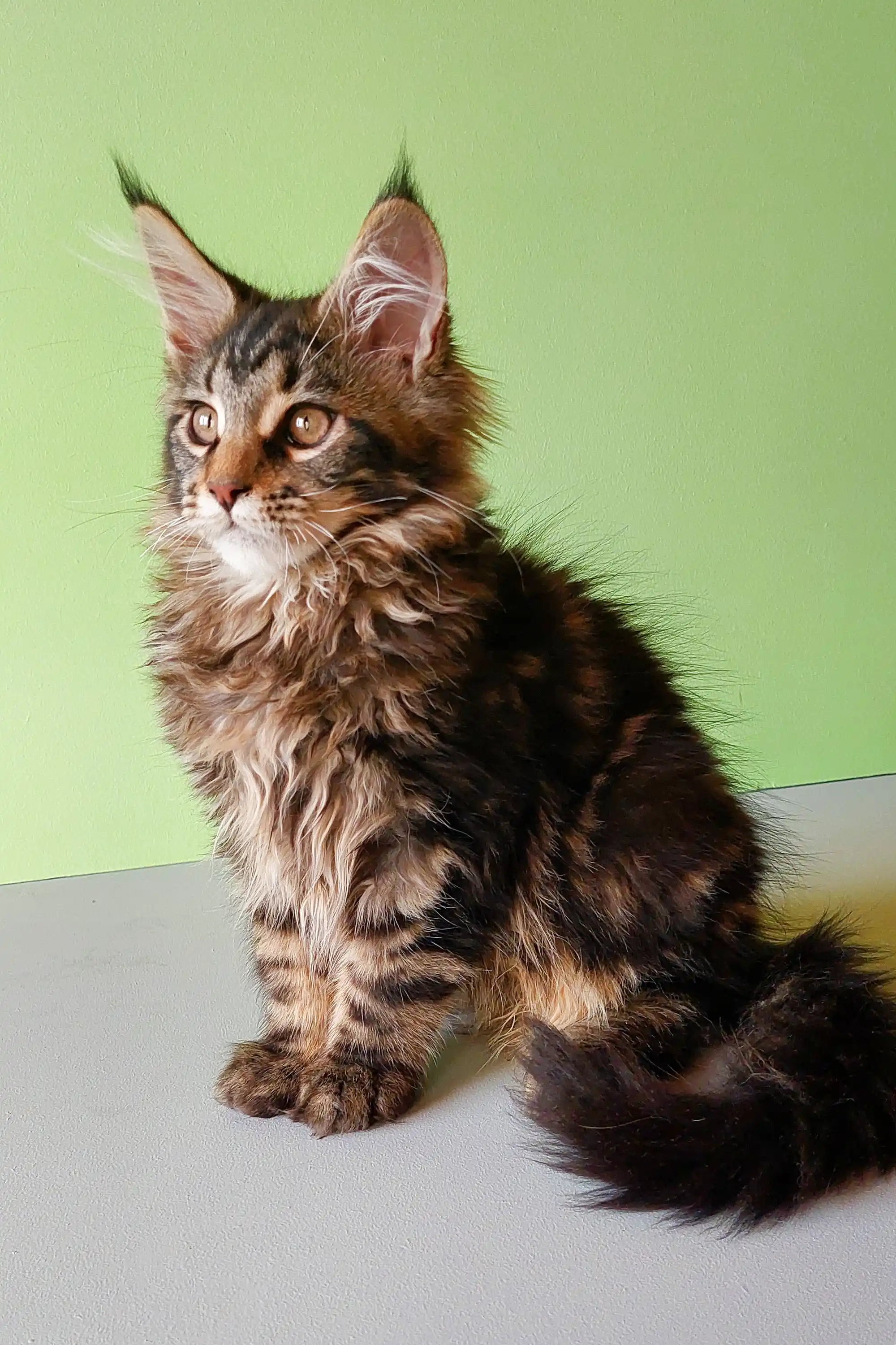 Yeshua | Maine Coon Kitten - Image 4