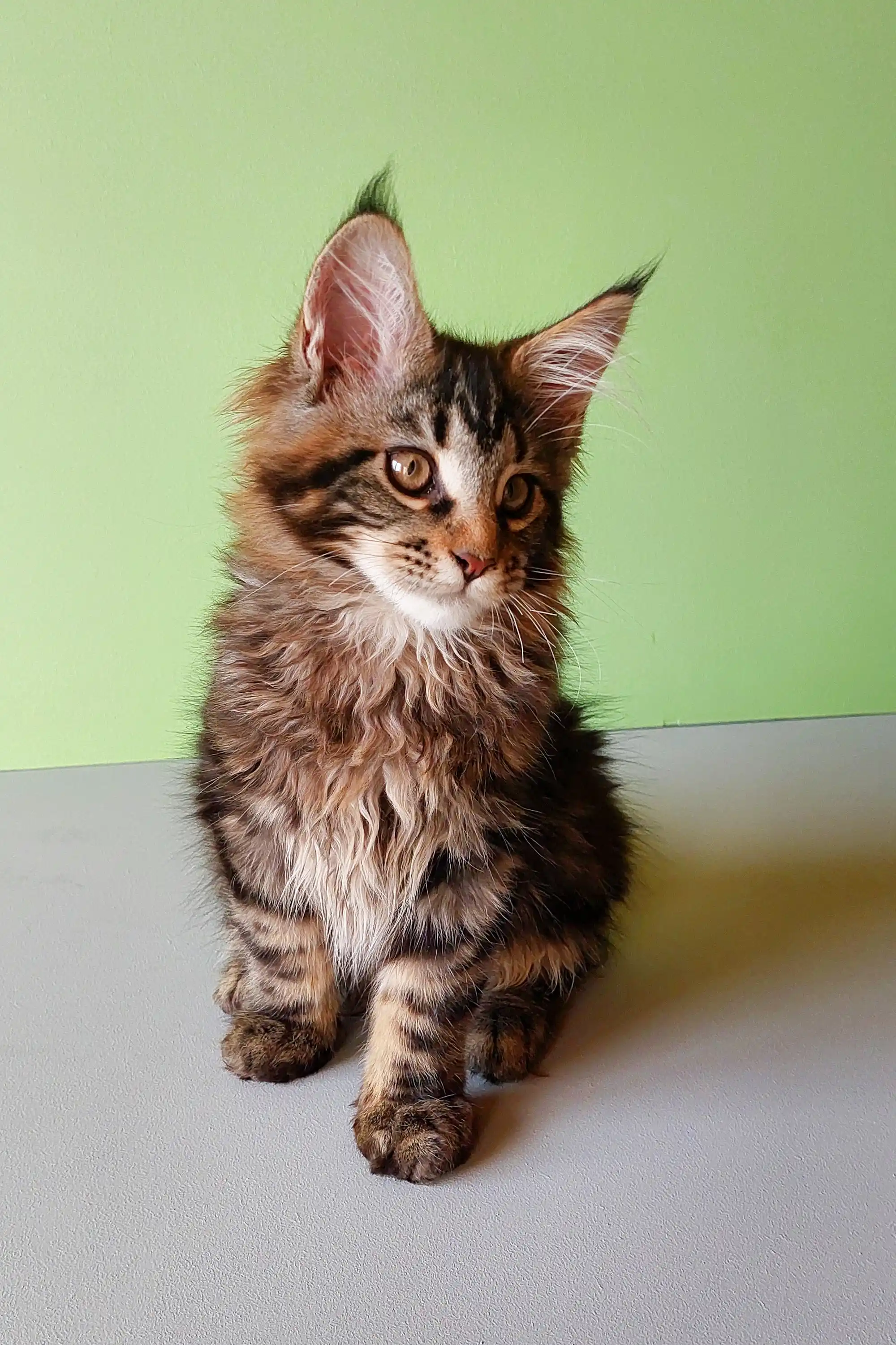 Yeshua | Maine Coon Kitten - Image 7